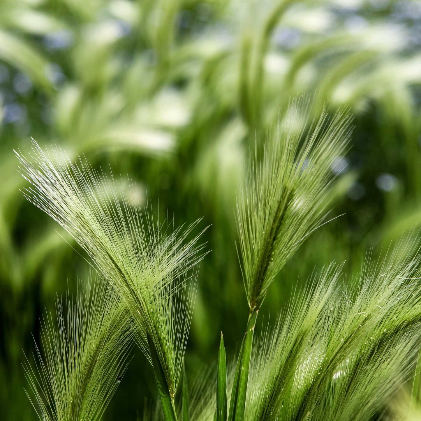 100Pcs Foxtail Barley Ornamental Grass Seeds