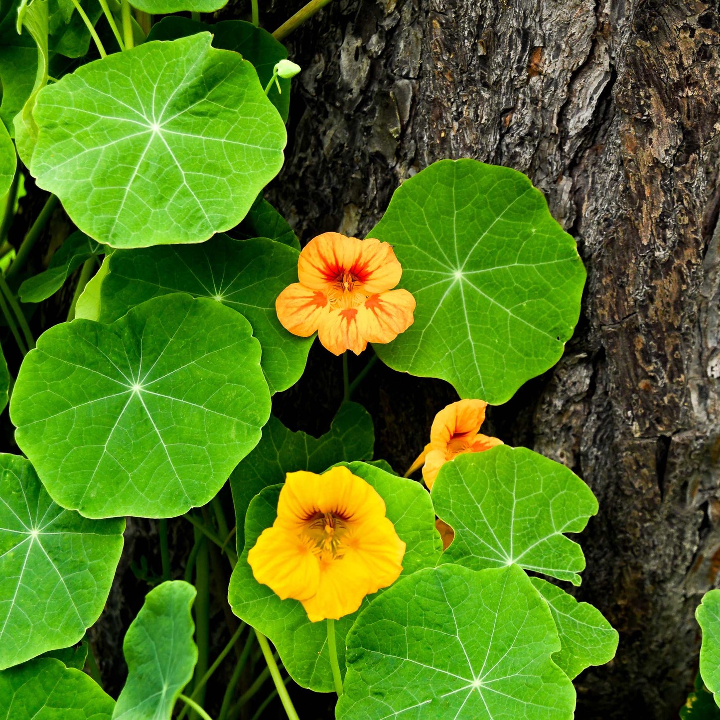 100Pcs Nasturtium Flower Seeds Pack