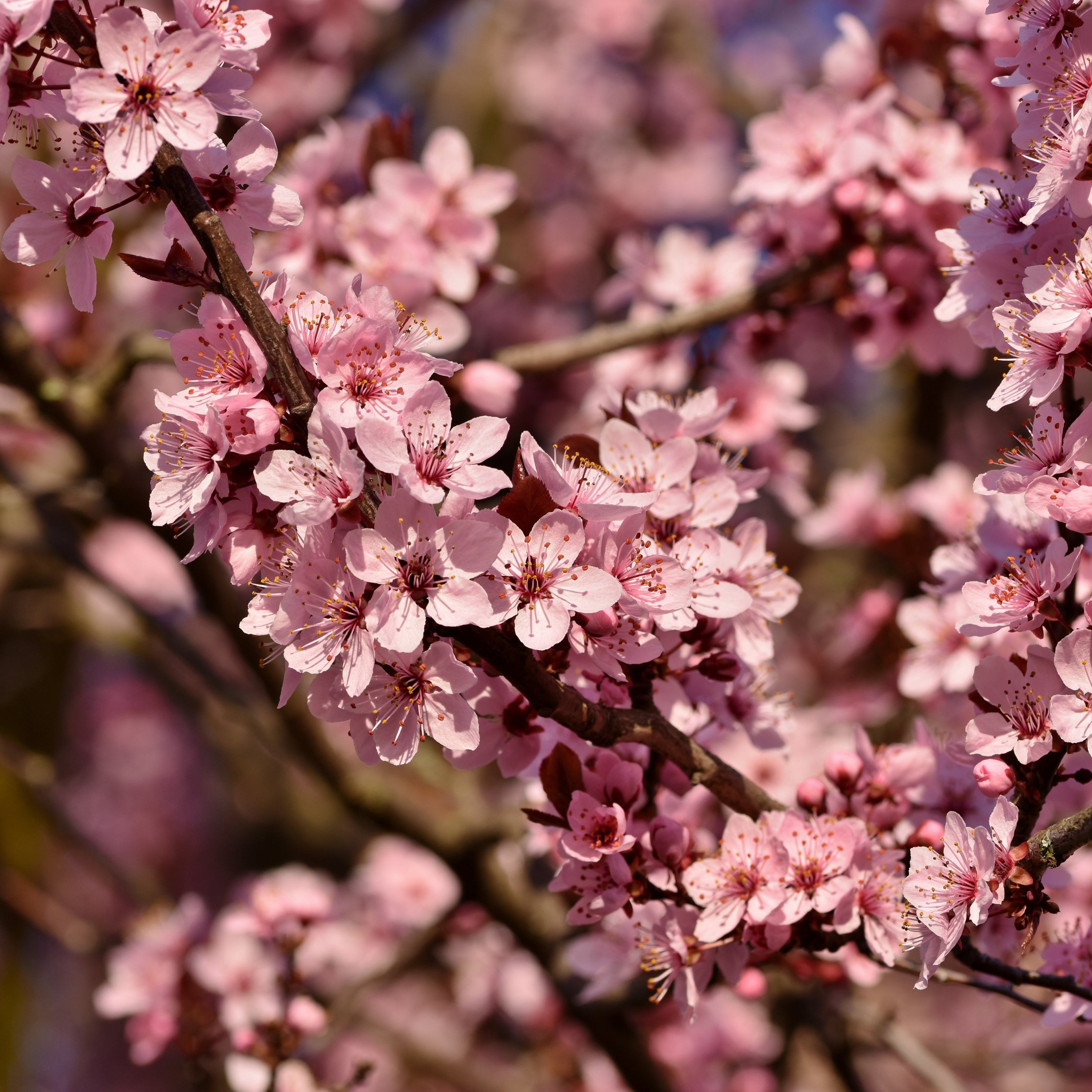 10Pcs Japanese Sakura Cherry Blossom Plant Seeds