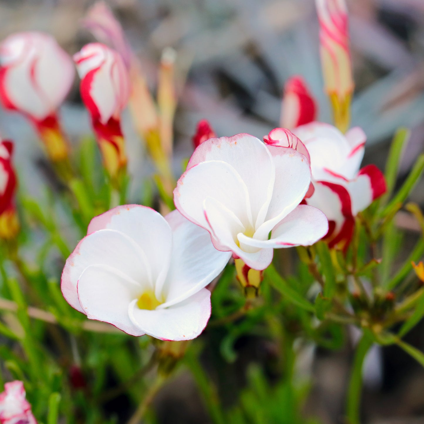 Candy Cane Sorrel Flower Seeds, Oxalis Versicolor