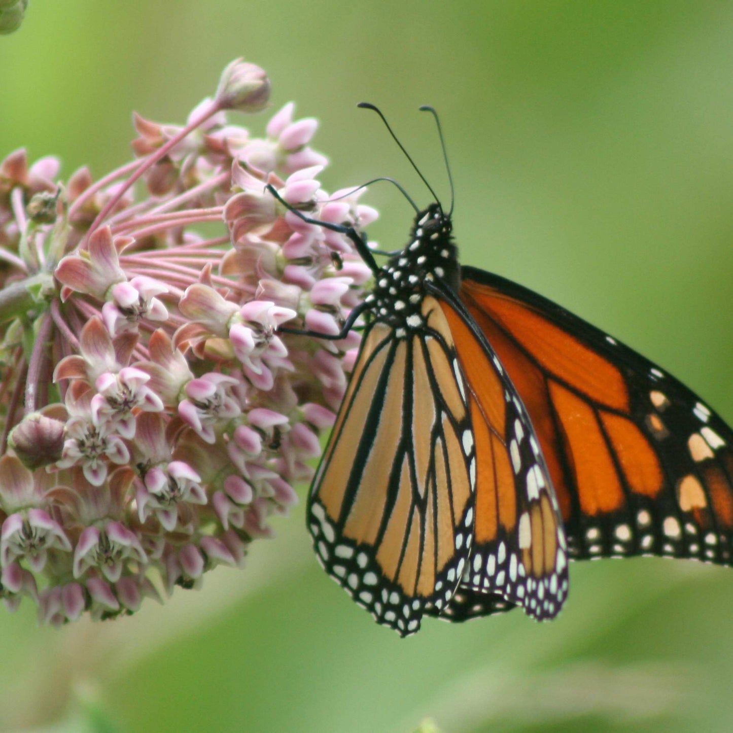 50Pcs Milkweed Flower Seeds