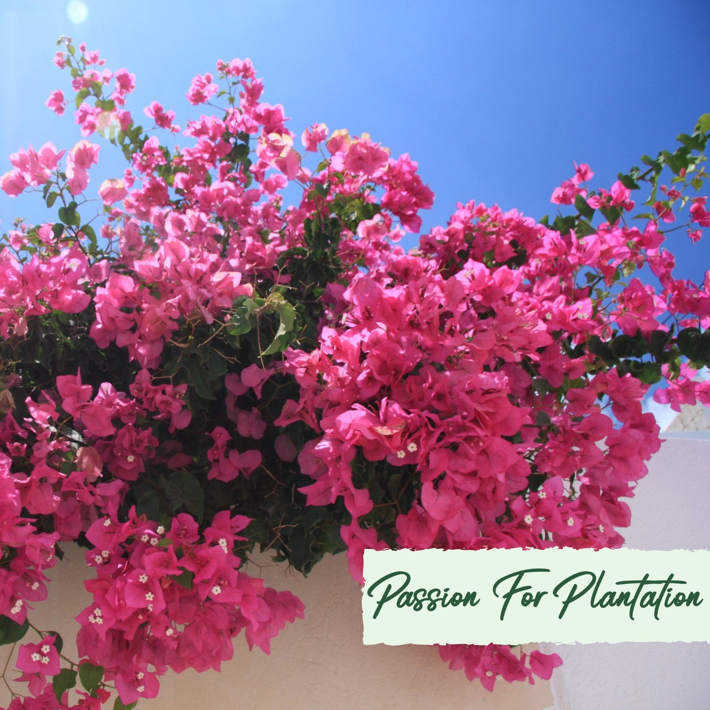 20Pcs Tropical Bougainvillea Exotic Flower Seeds