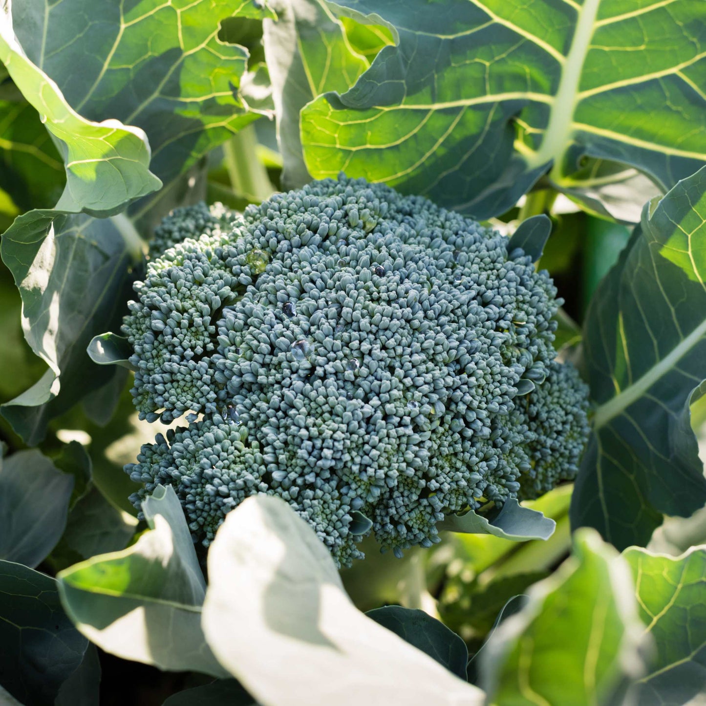 50Pcs Organic Broccoli Seeds