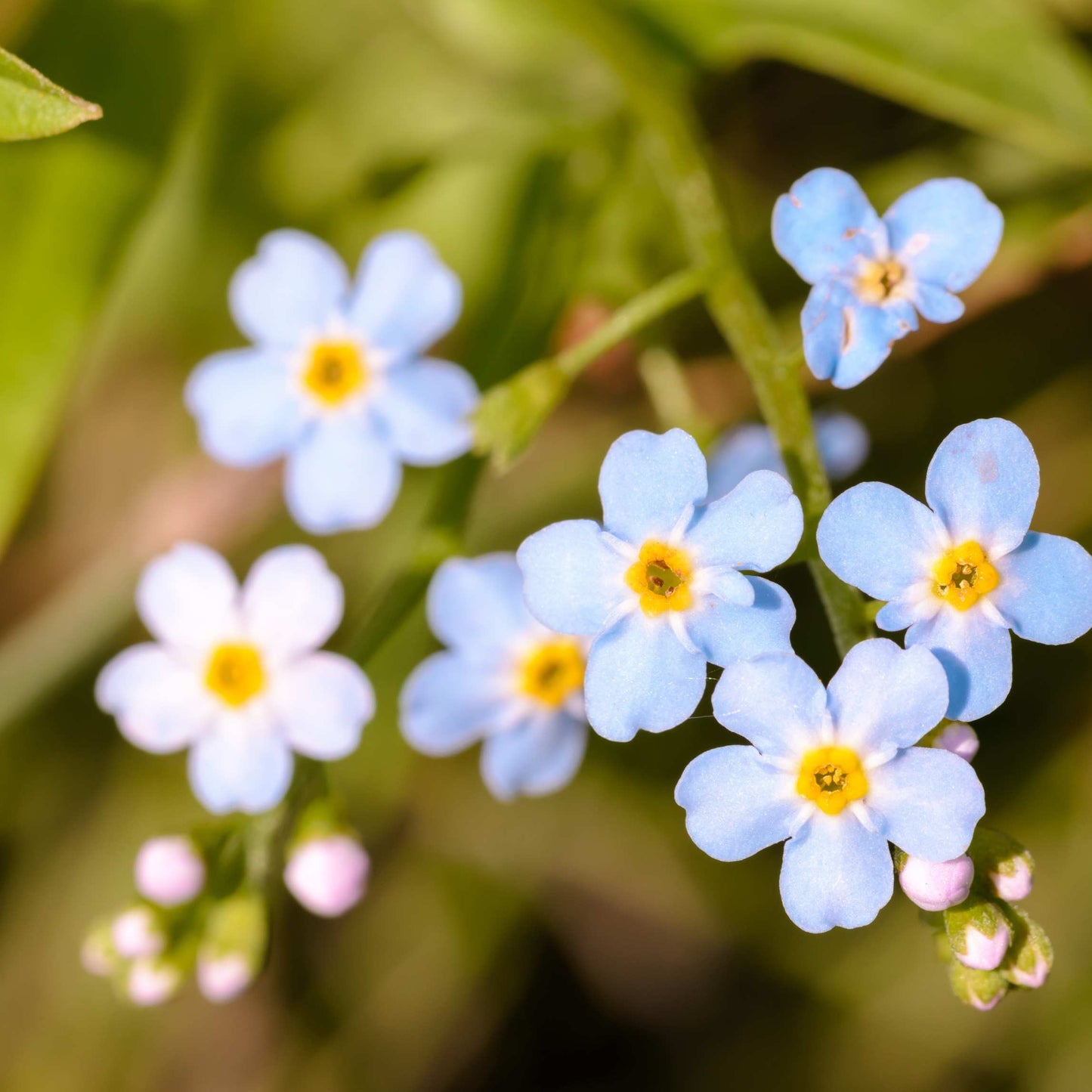 100Pcs Forget Me Not (Myosotis Sylvatica) Blue Flower Seeds