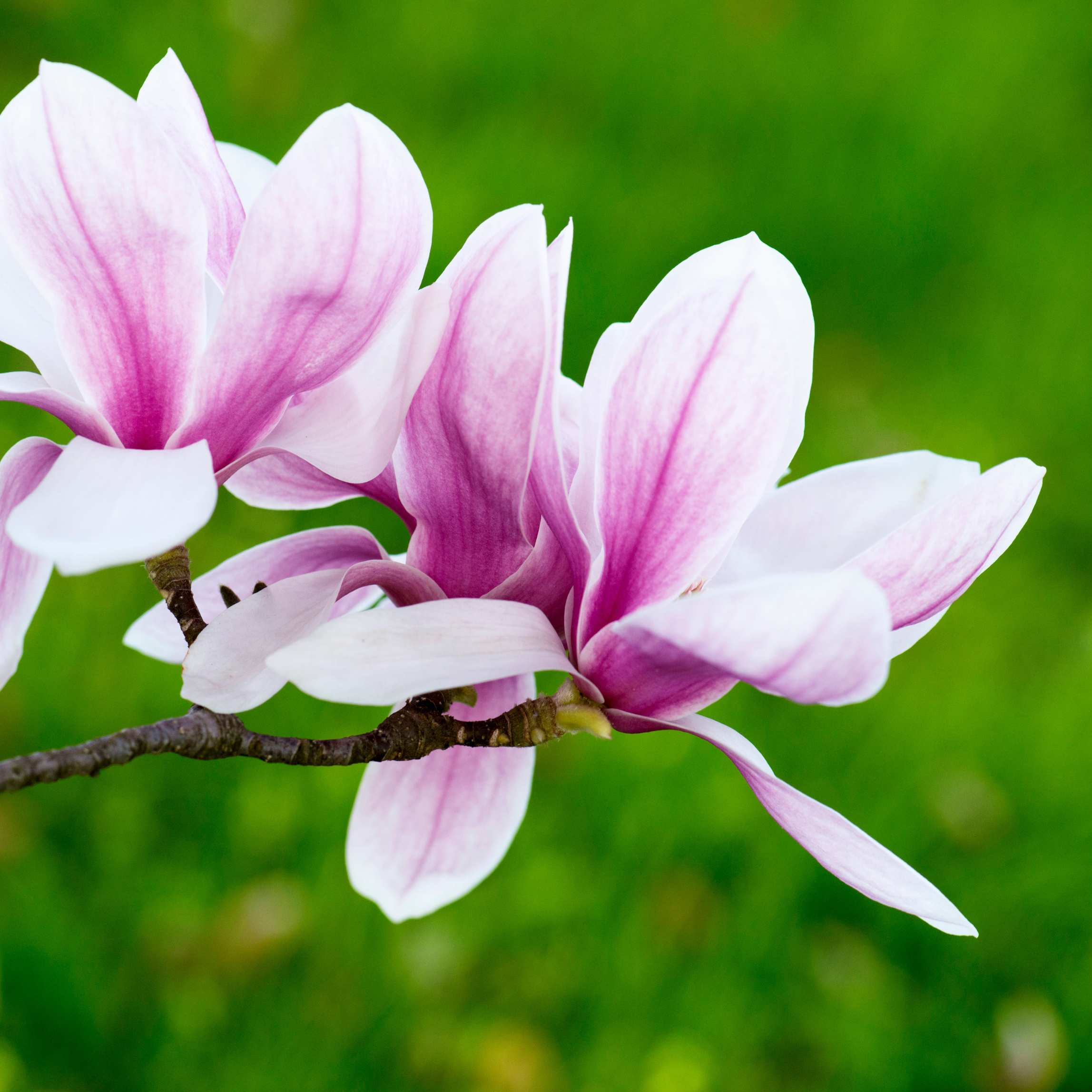 100Pcs Magnolia Flower Seeds Pack