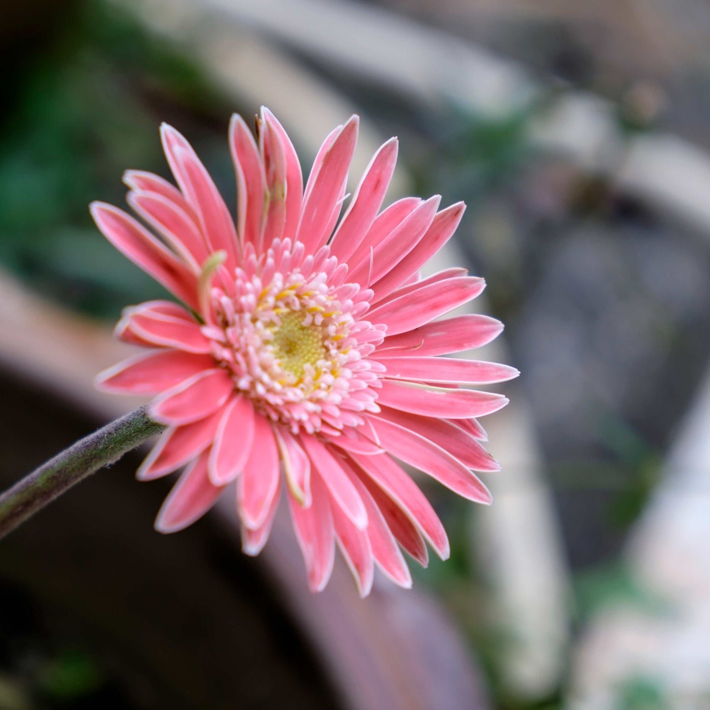 50Pcs Gerbera Daisy Seeds