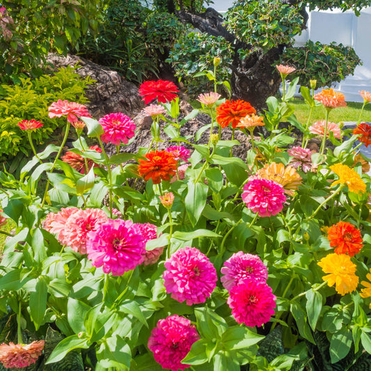 100Pcs Zinnia Flower Seeds Pack