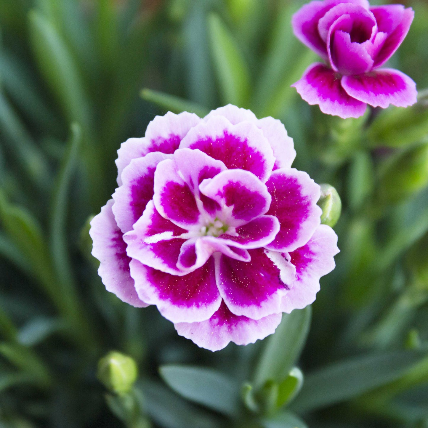 100Pcs Mixed Multi-Color Carnation Flower Seeds