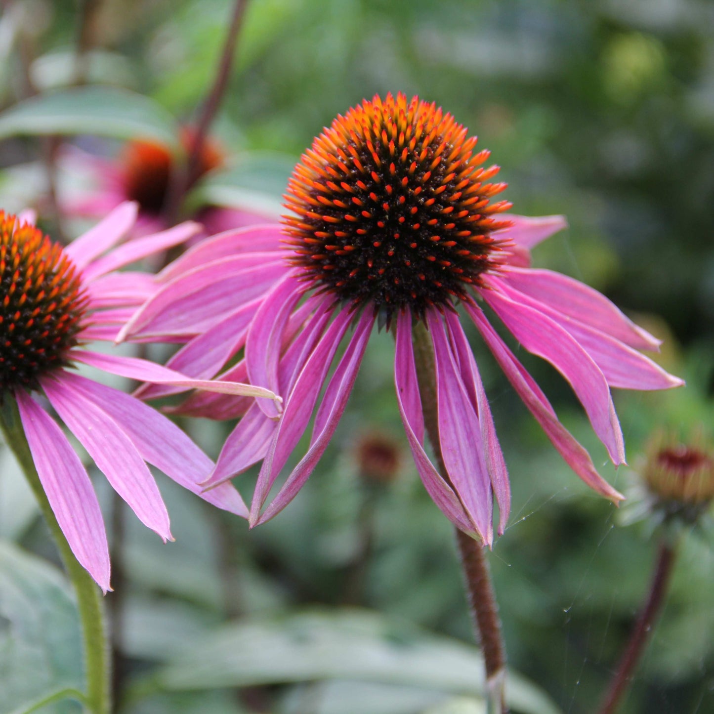 20Pcs Coneflower (Echinacea Purpurea) Flower Seeds