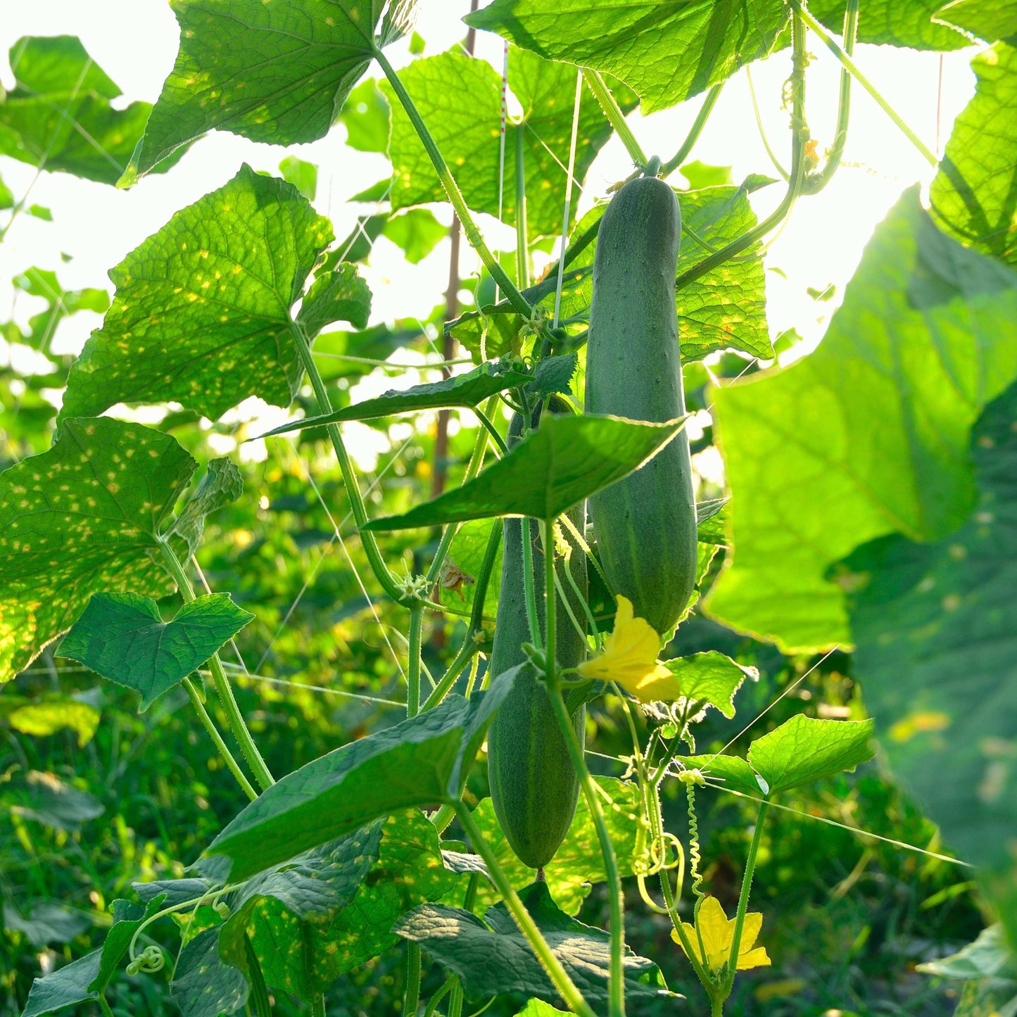 20Pcs Organic Cucumber Seeds