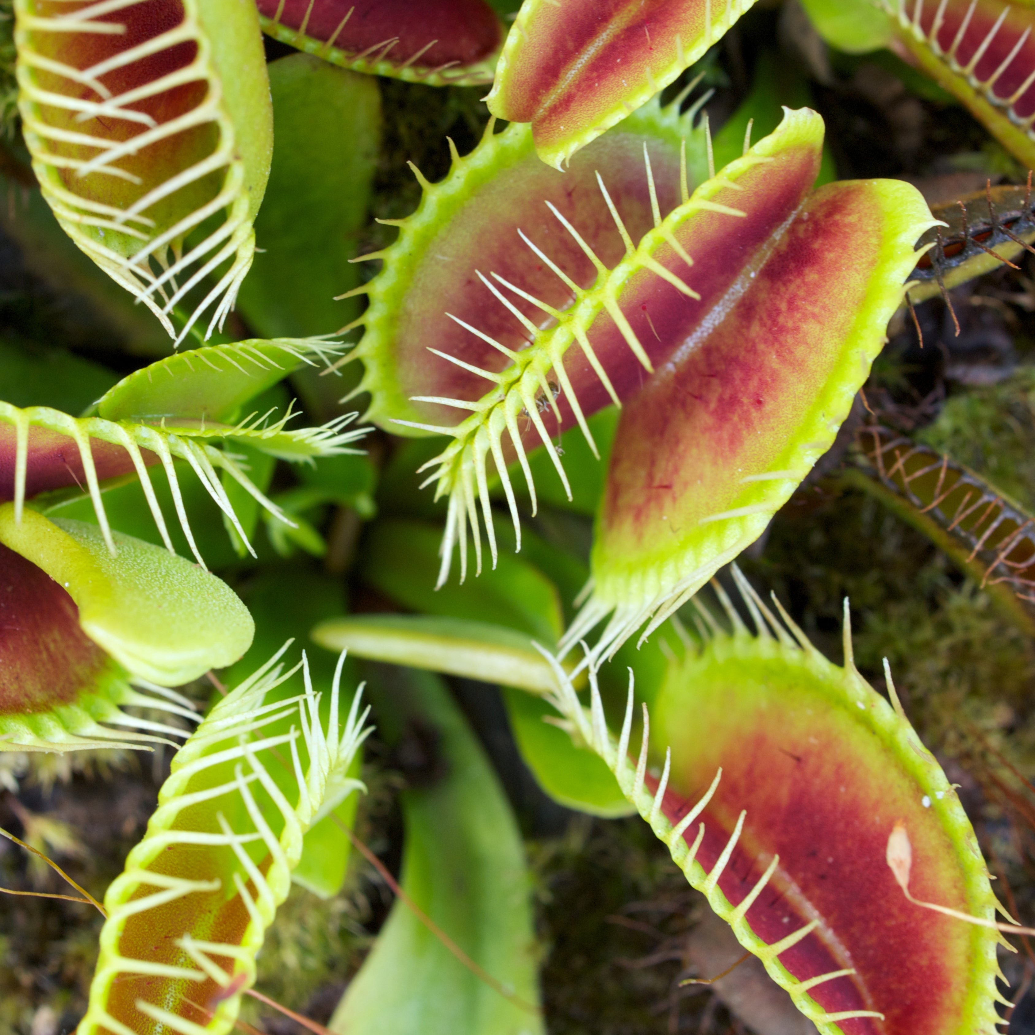 100Pcs Ferocious Venus Flytrap (Insectivorous, Carnivorous) Plant Seeds