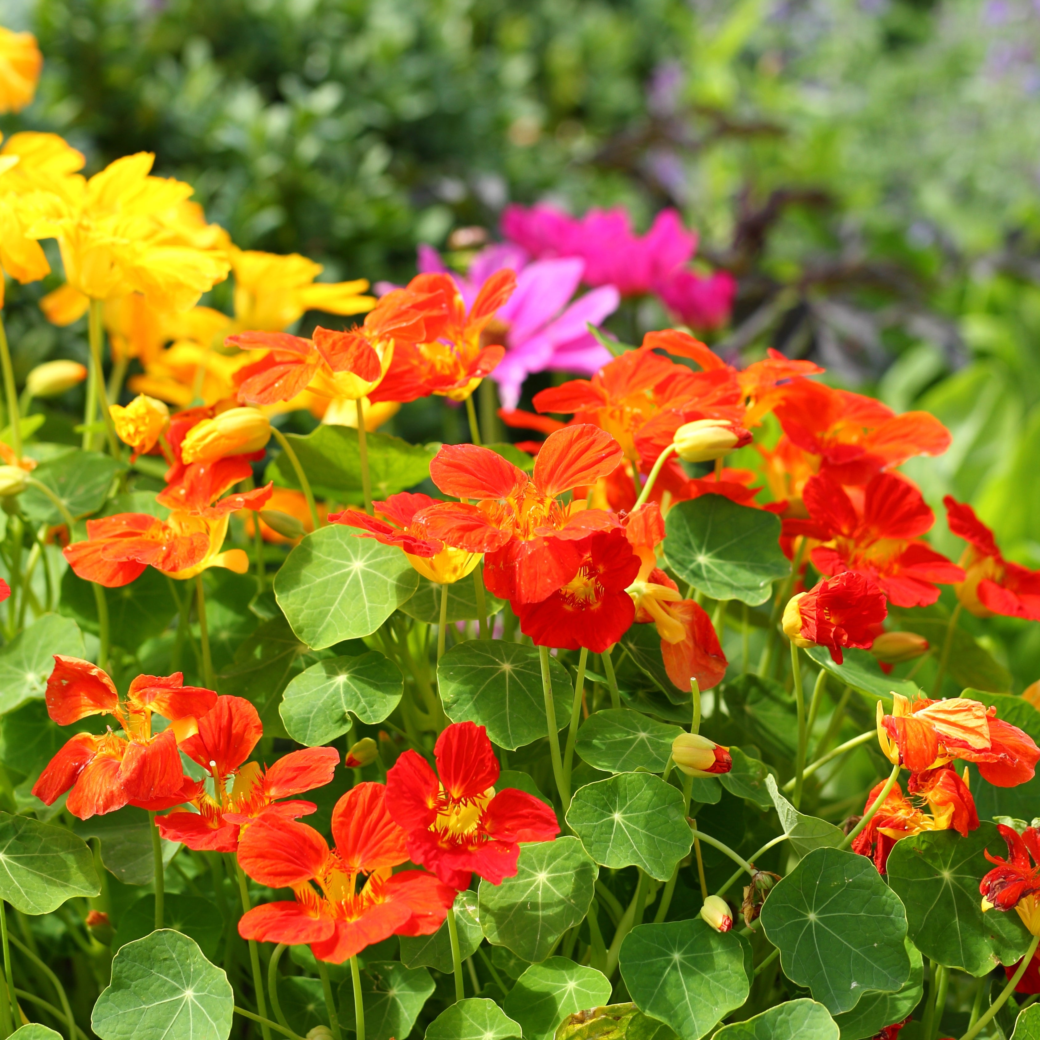 100Pcs Nasturtium Flower Seeds Pack