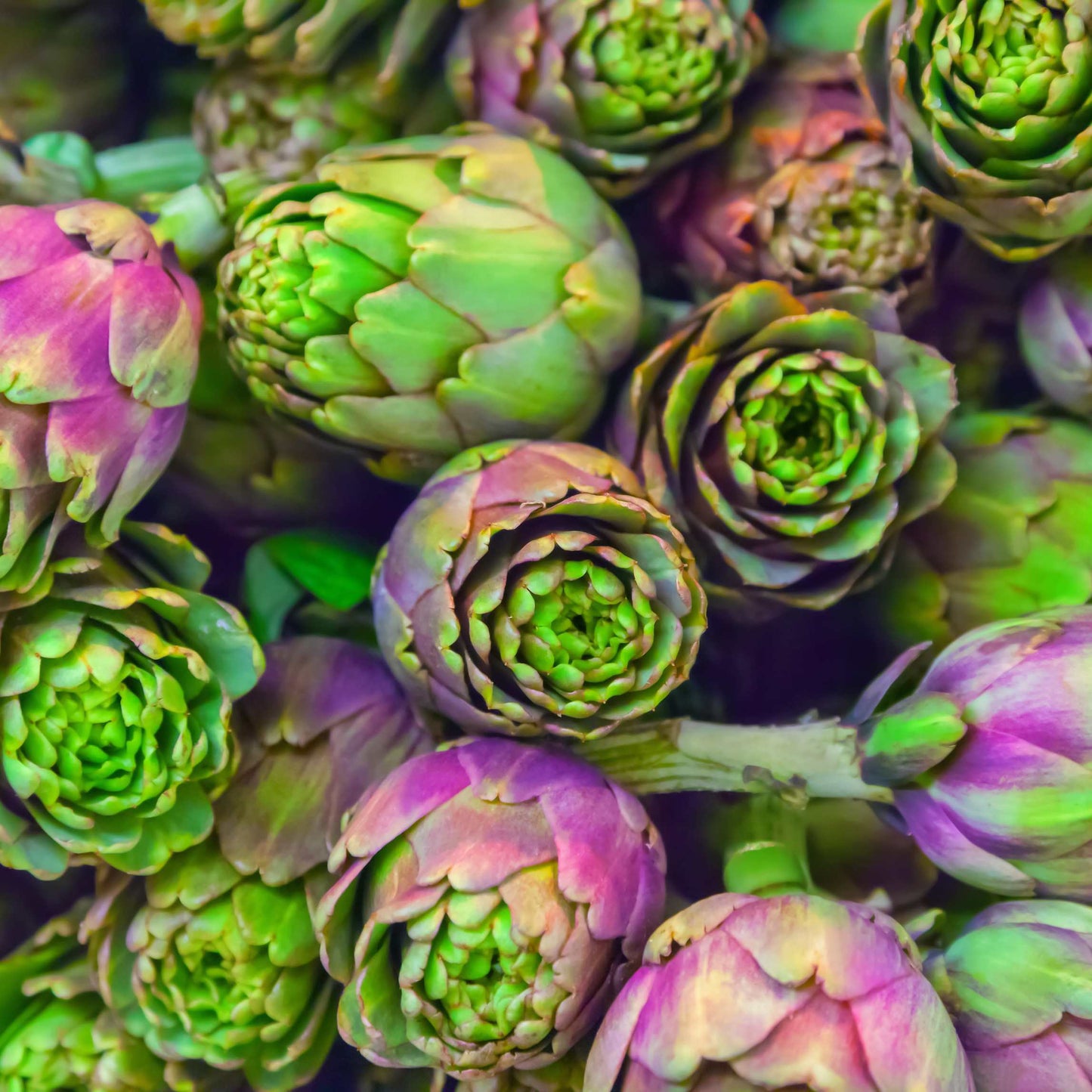 100pcs Organic Artichoke Seeds Pack