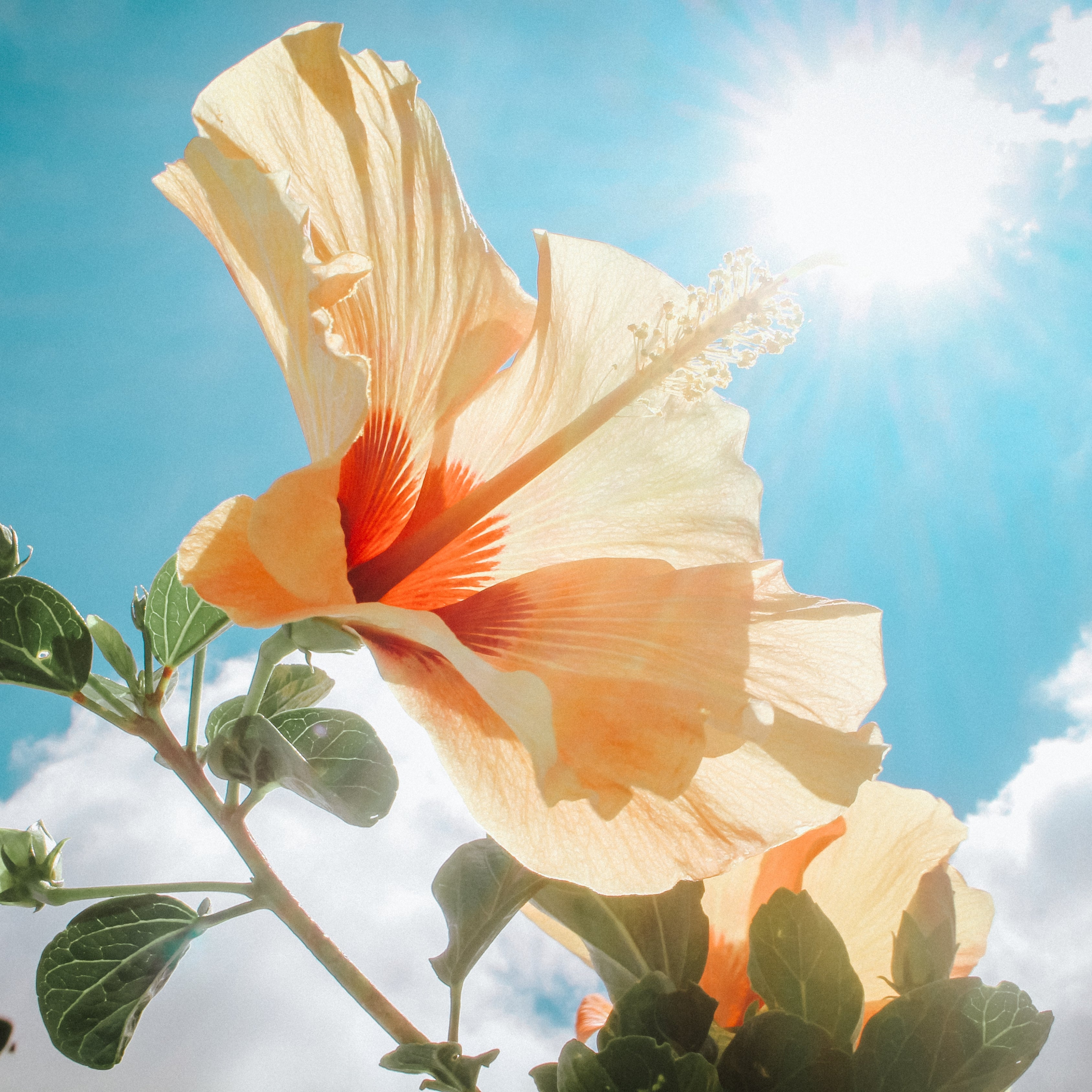 200Pcs Multi Colored Hibiscus Seeds