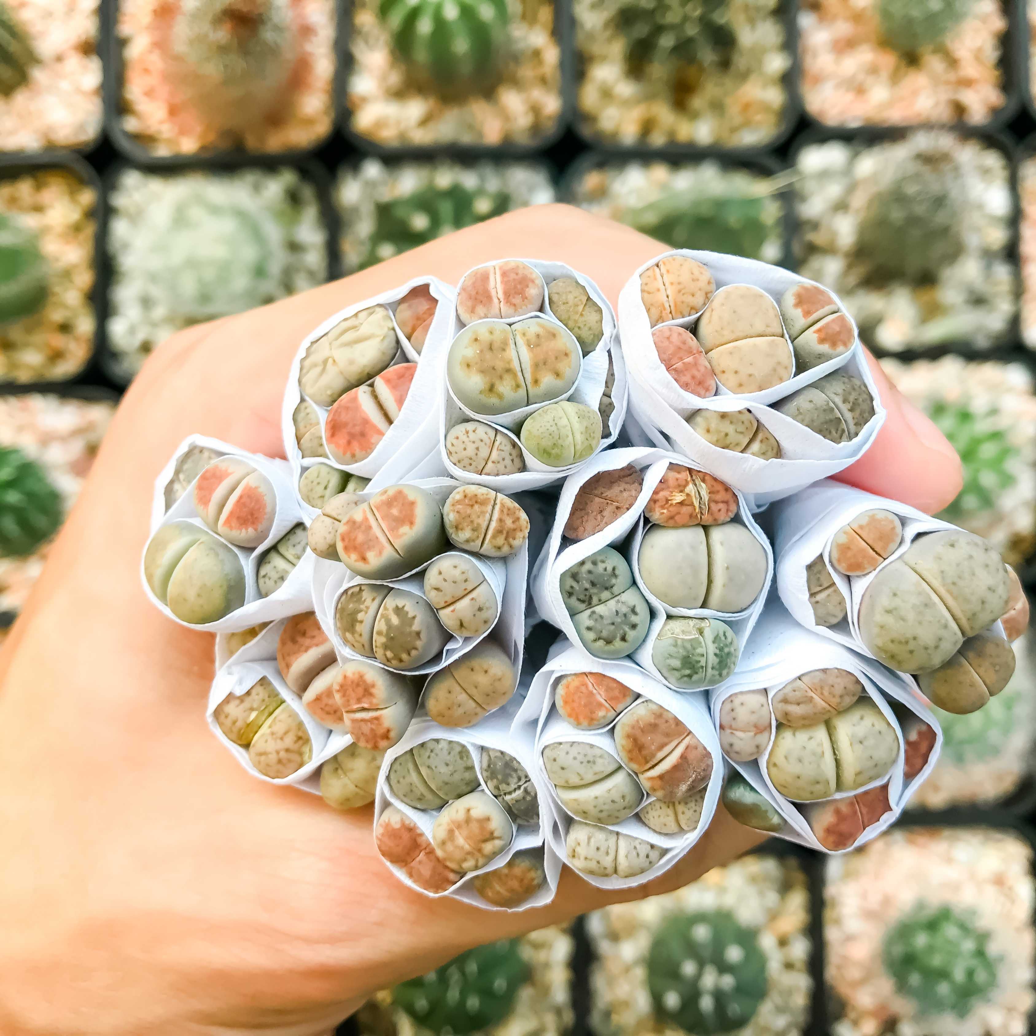 100Pcs Exotic Mini Succulent Lithop Seeds