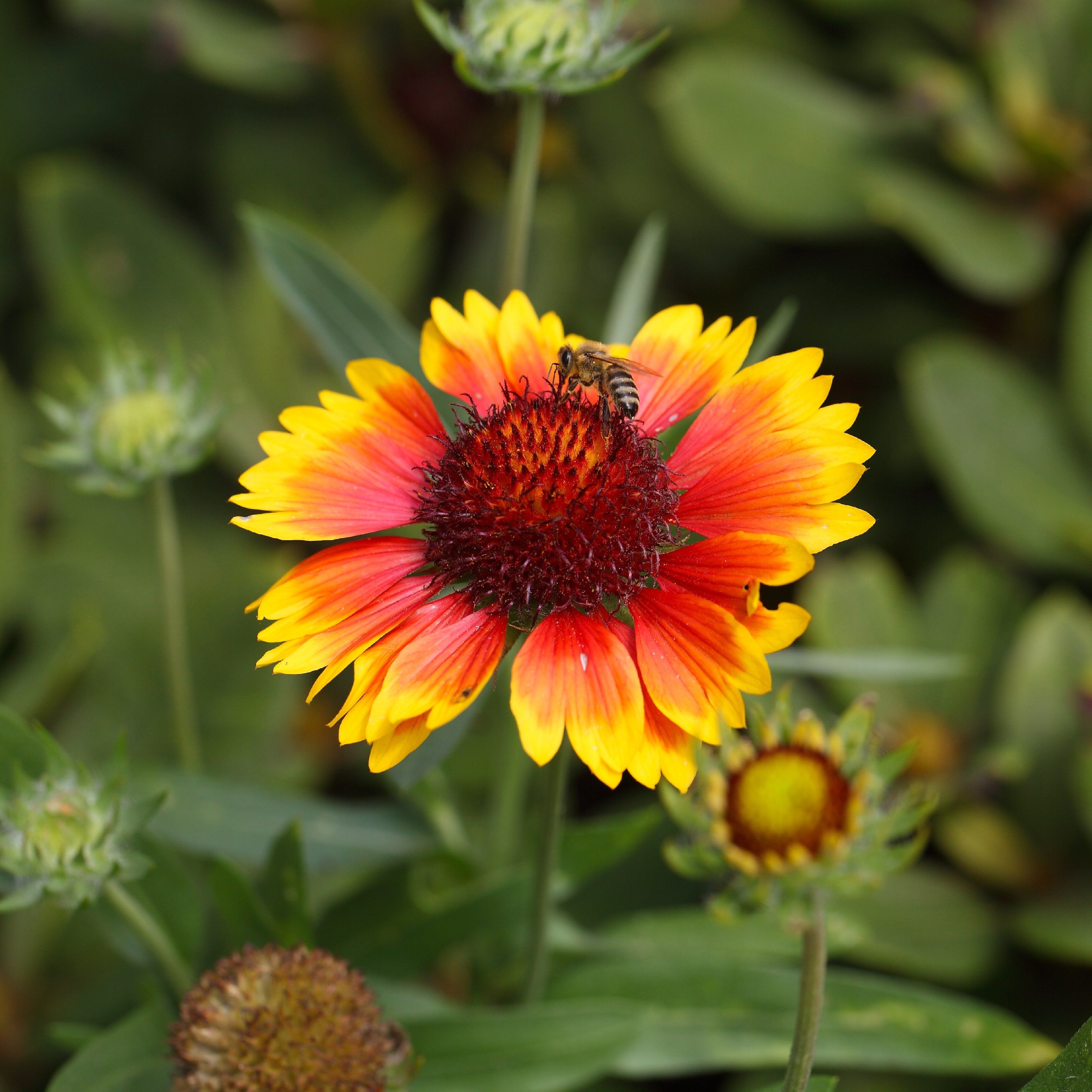 Gaillardia Flower Seeds