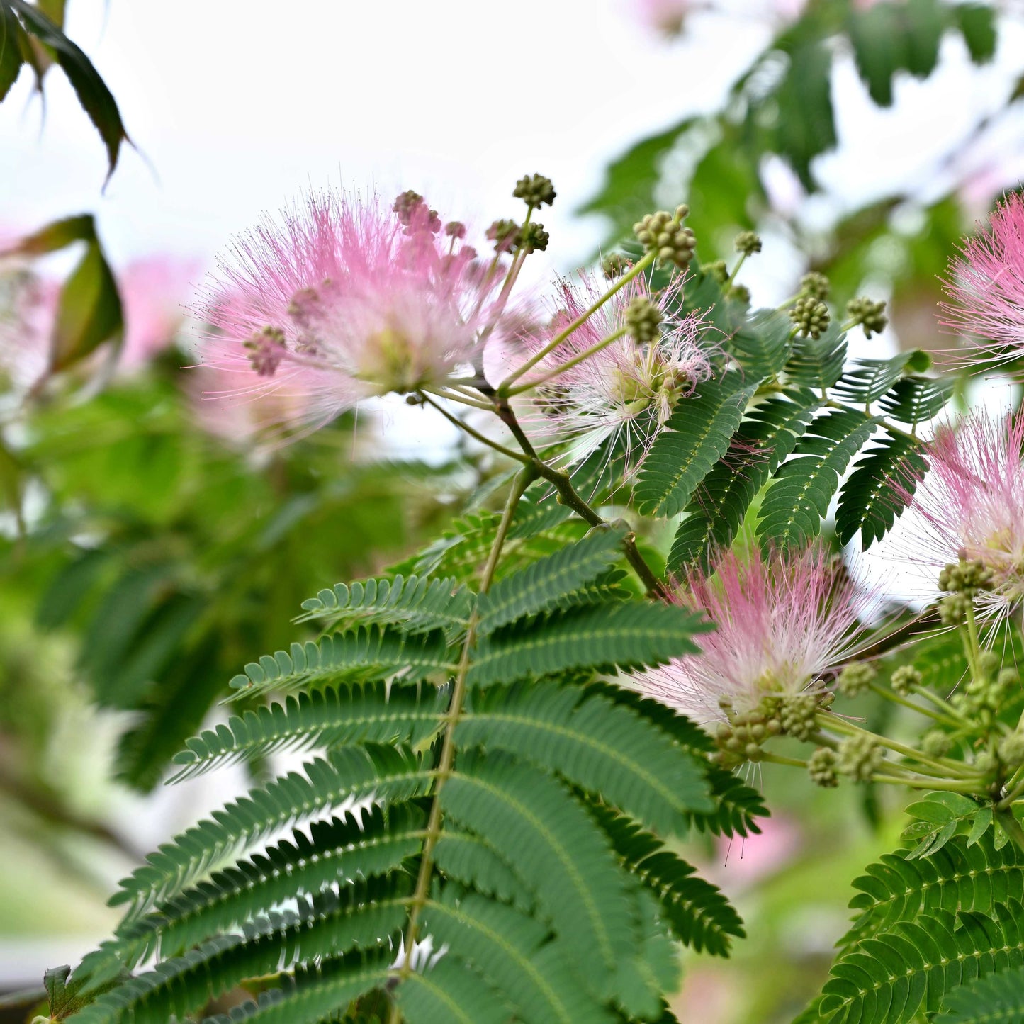 100Pcs Mimosa Pudica Linn Bashful Grass Seeds