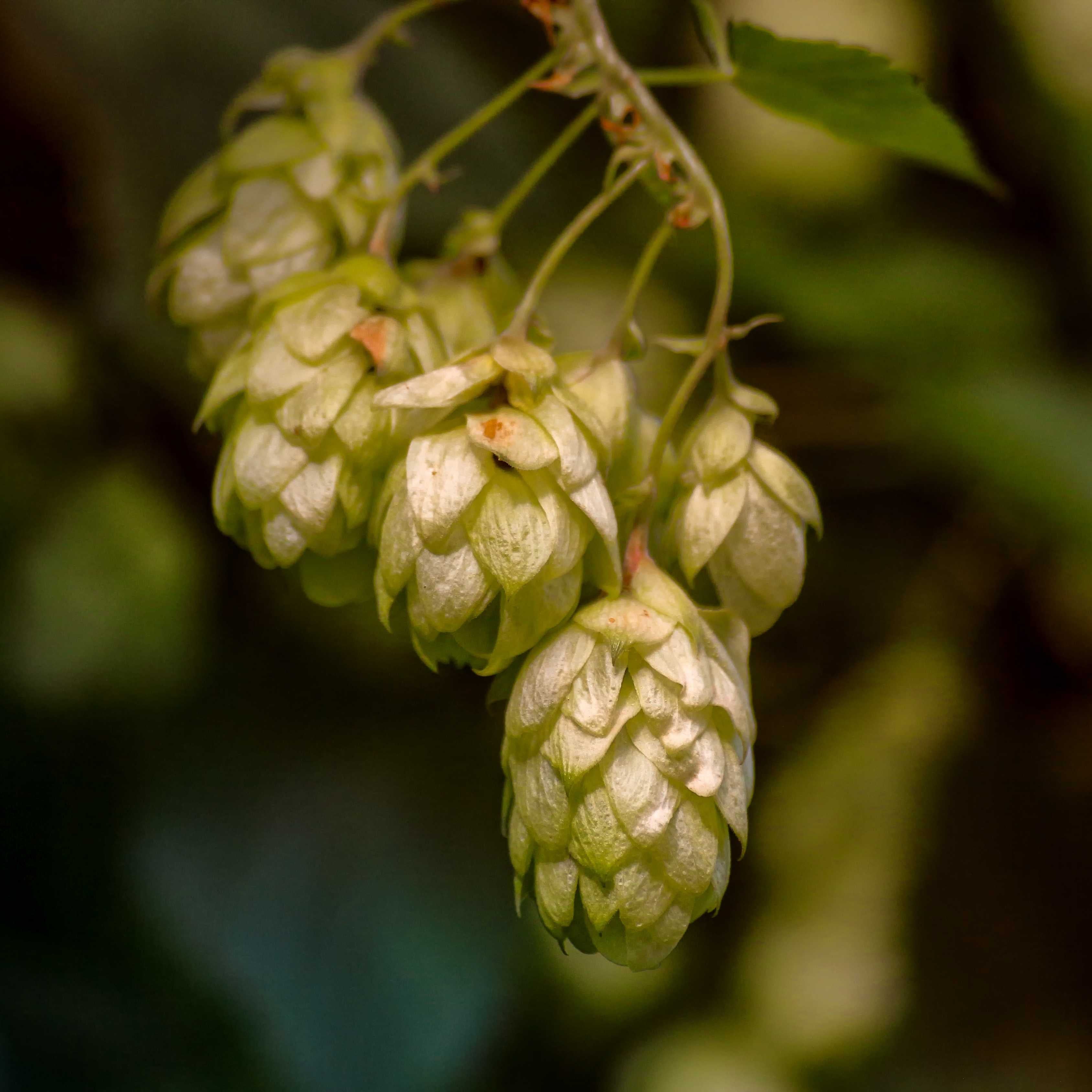 10Pcs Hops (Humulus lupulus) Seeds, Brew Your Own Beer, Easy To Plant