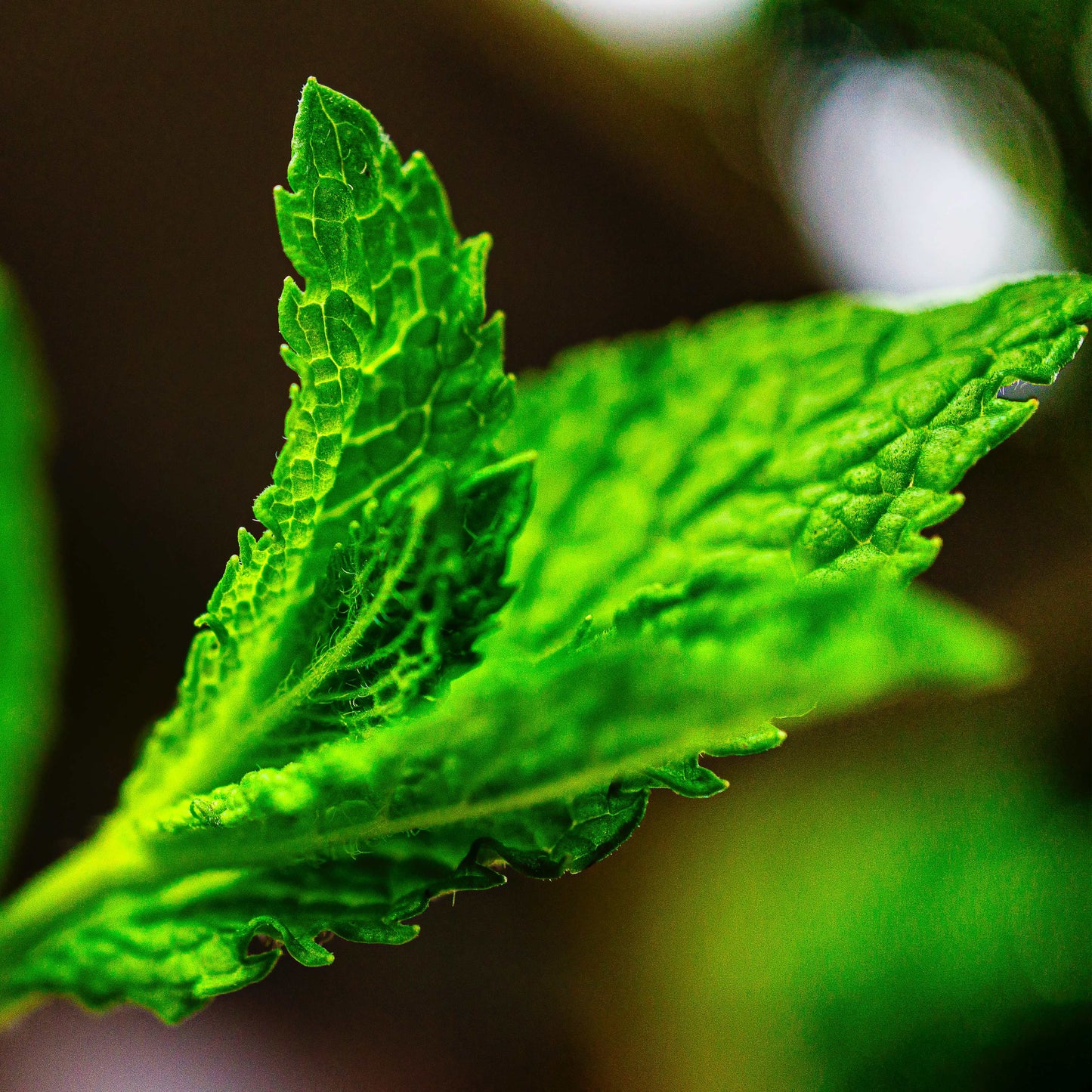 100pcs Spearmint Mint Edible Catnip Plant Seeds