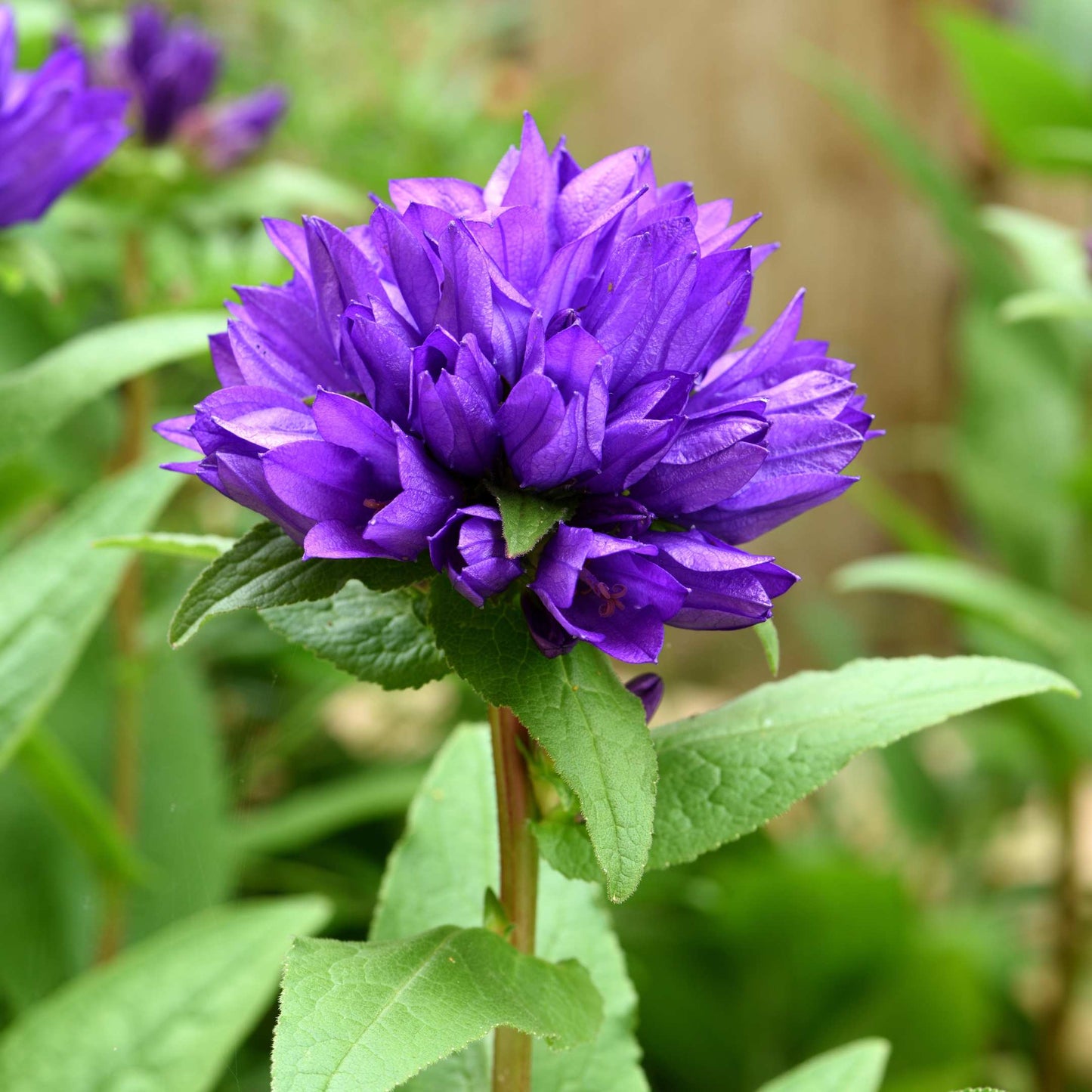 100Pcs Bellflower Superba Flower Seeds