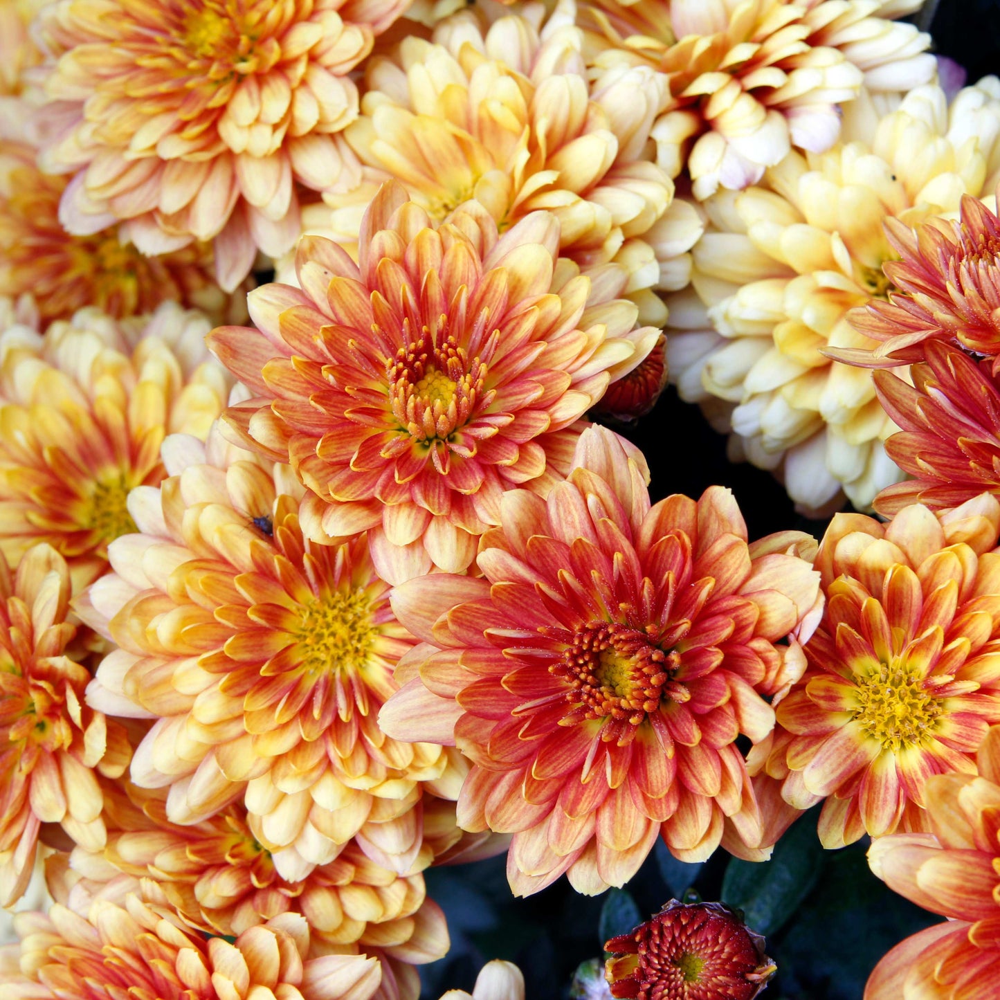 200pcs Chrysanthemum Seeds Pack