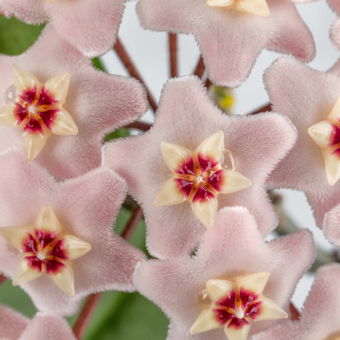 50Pcs Hoya Flower Seeds