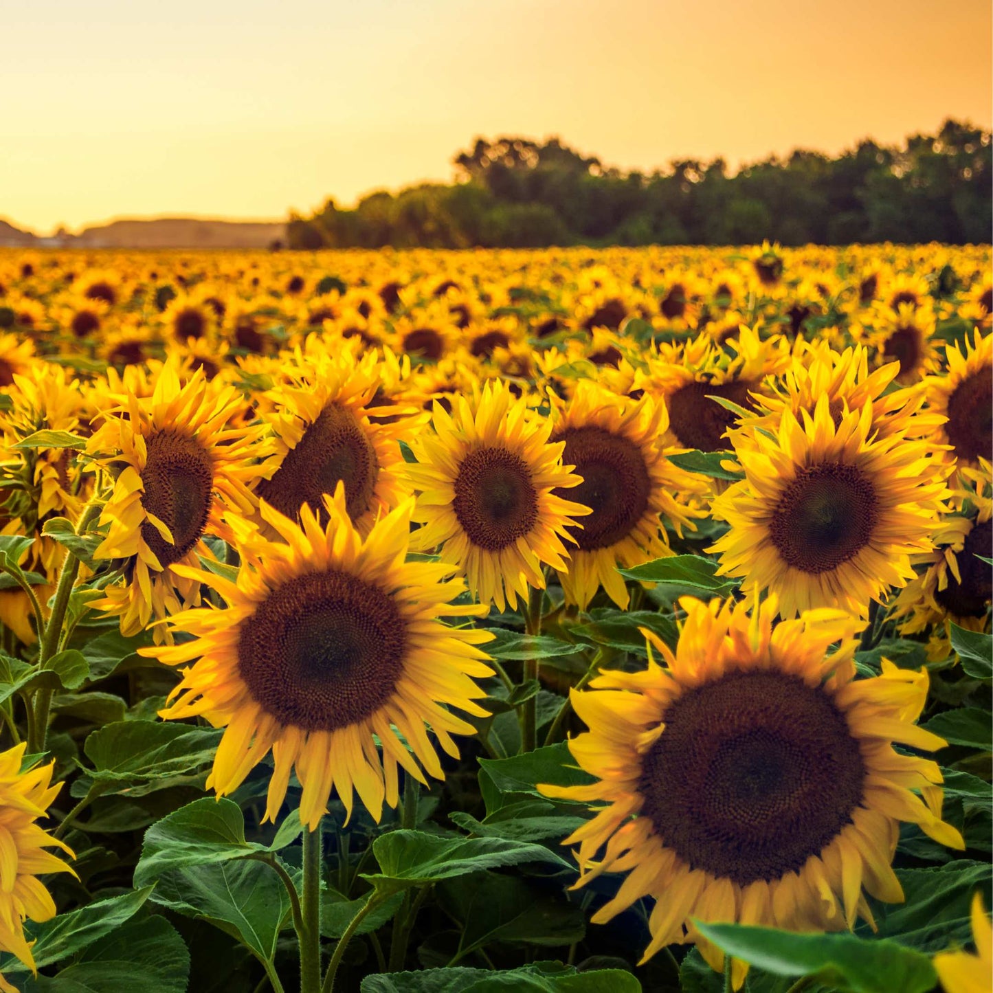 50Pcs Sunflower Plant Seeds, Sunflower seeds