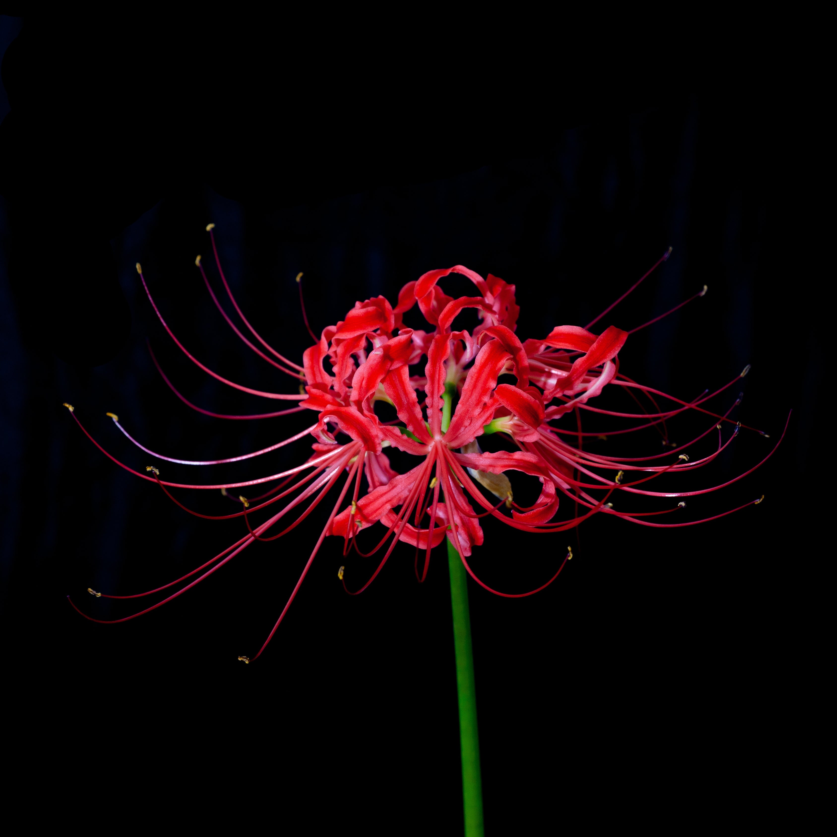 20Pcs Japanese Red Spider Lily / Higanbana Flower Seeds