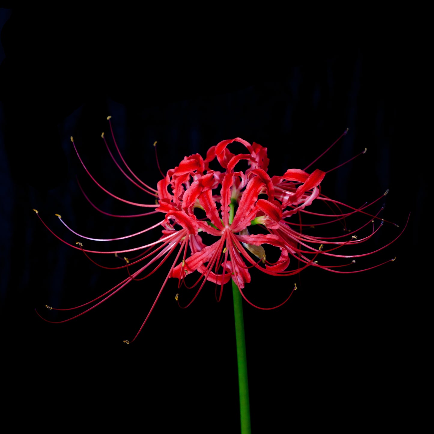 20Pcs Japanese Red Spider Lily / Higanbana Flower Seeds