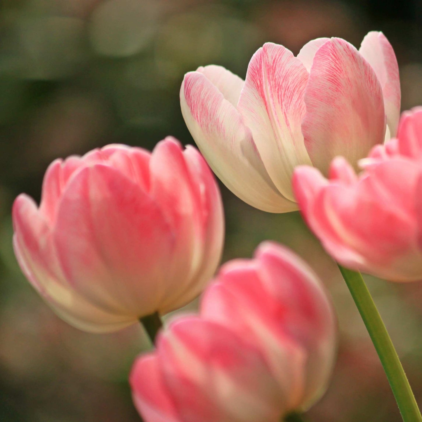 50Pcs Mixed Color Tulip Seeds