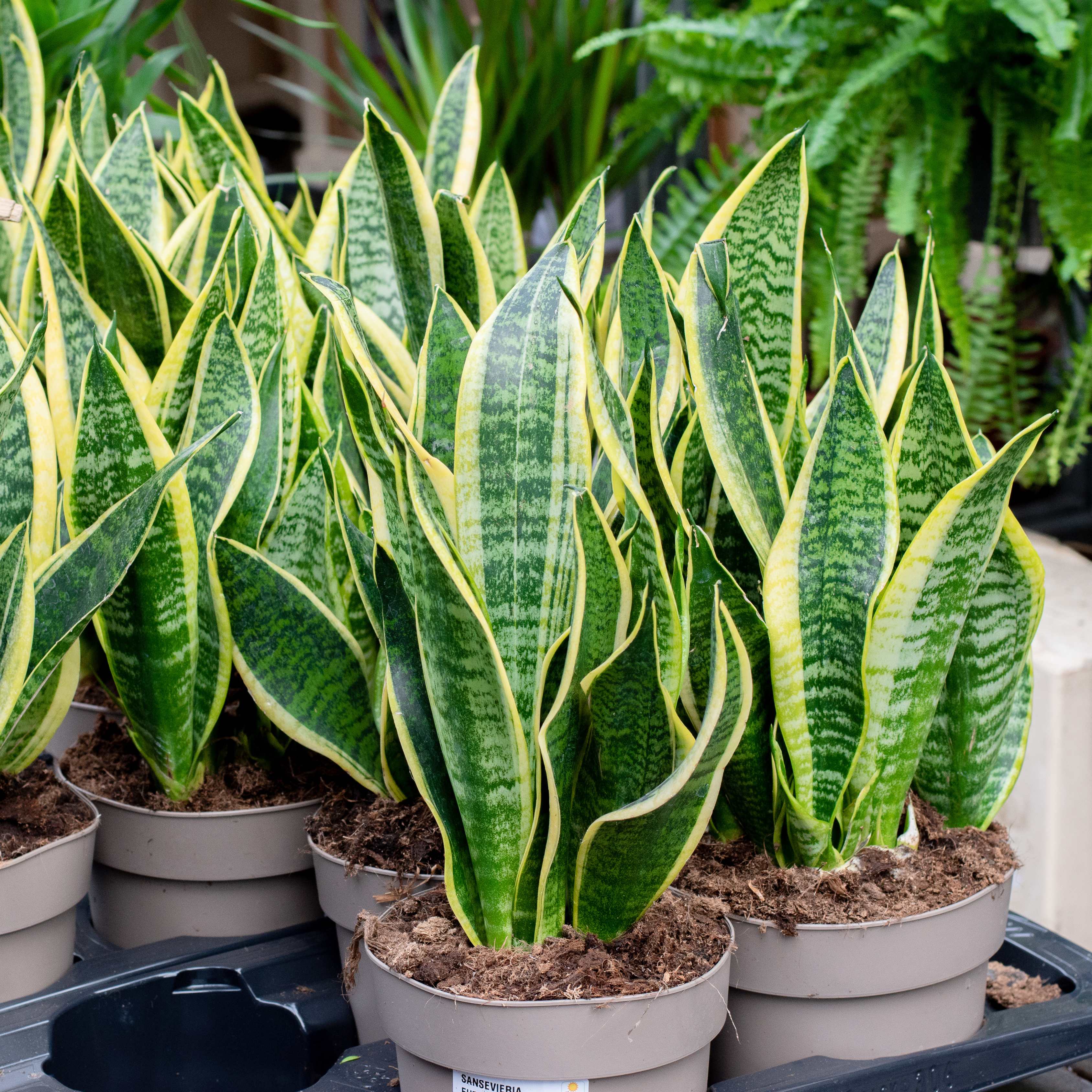 30Pcs Viper Snake Plant Seeds