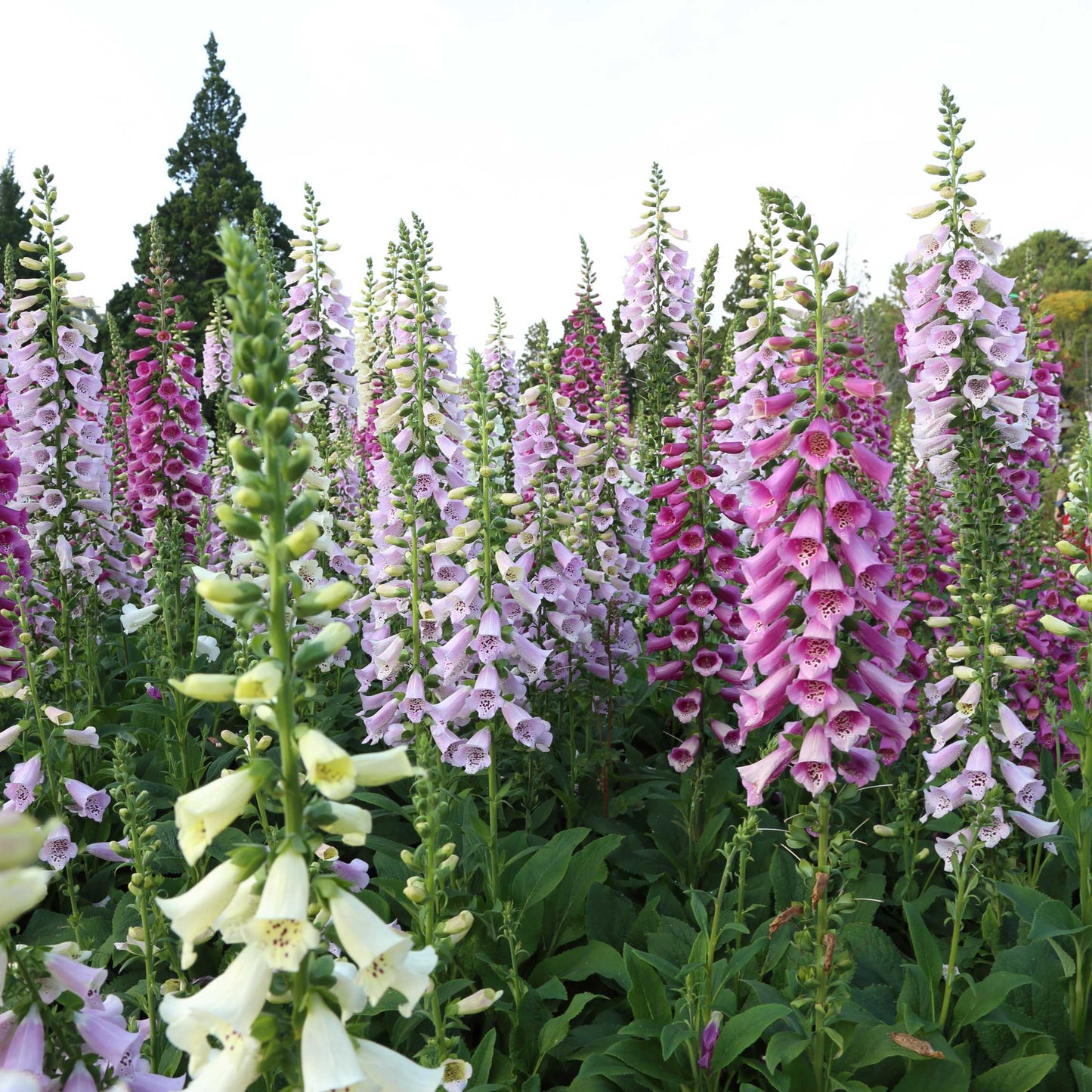 100Pcs Foxgloves Flower Seeds Pack