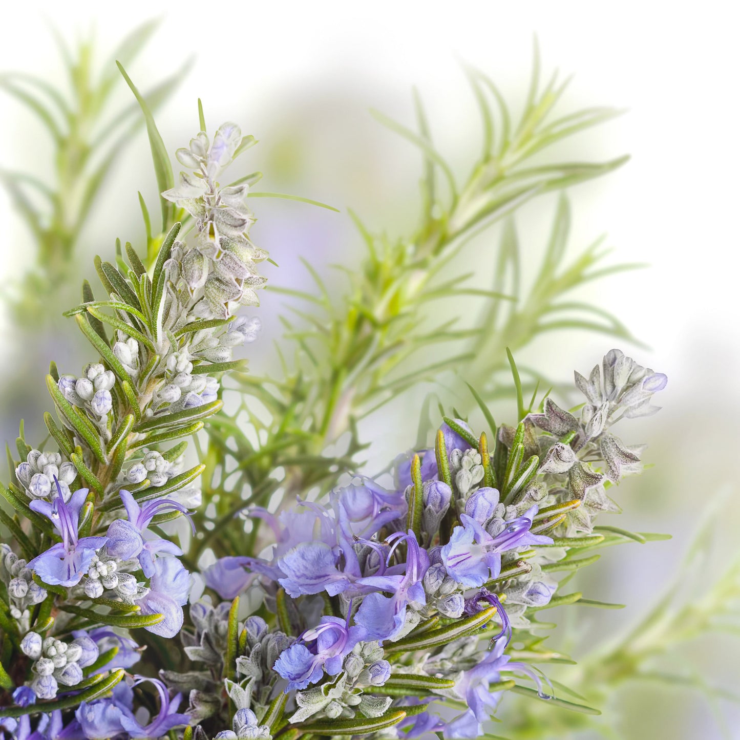 100Pcs Tuscan Blue Rosemary Herb Seeds