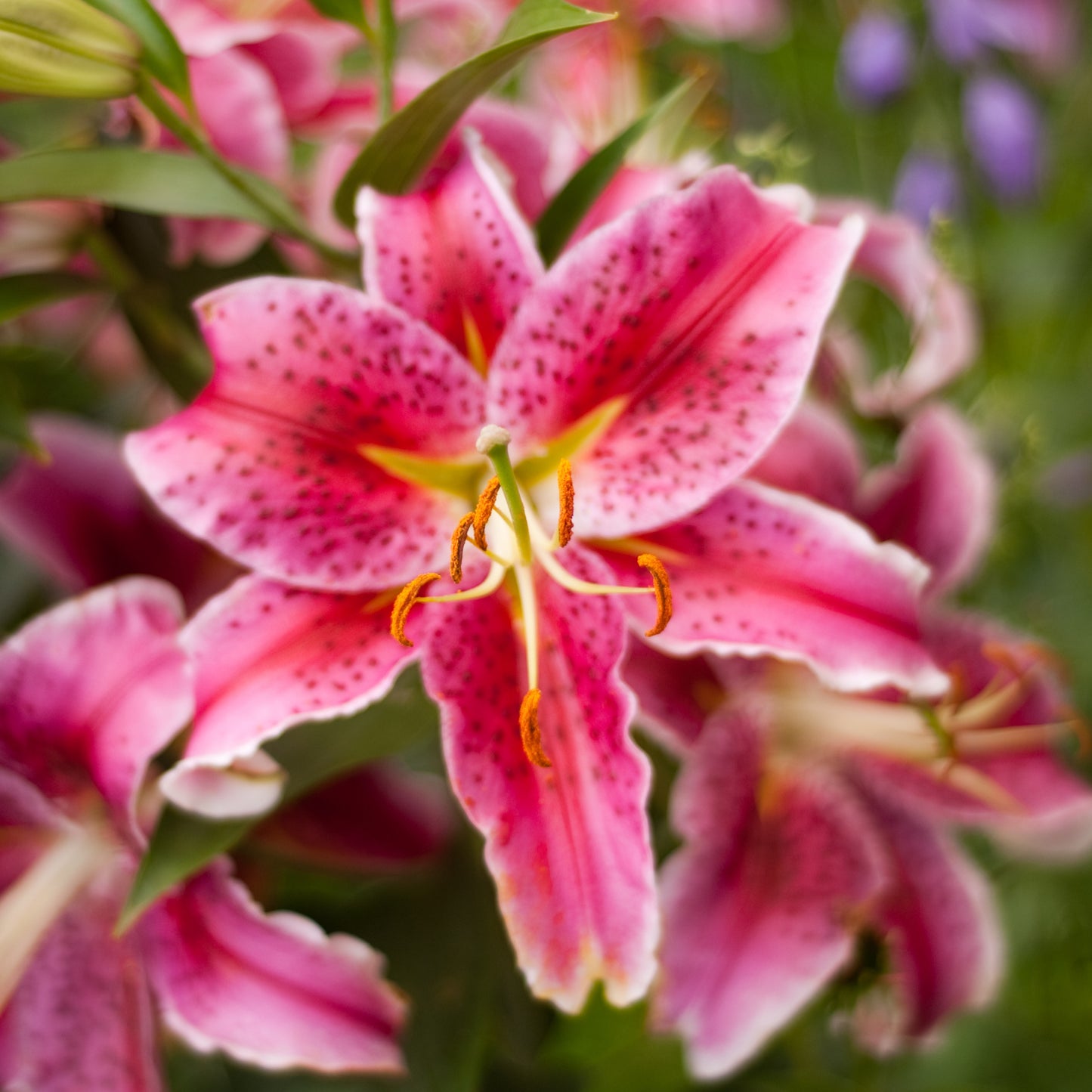 10pcs Rare Mystic Stargazer Heart Lily Seeds Passion For Plantation 5063