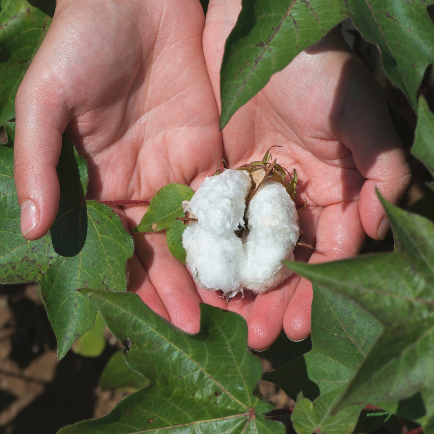 Egyptian Cotton Plant Seeds (Gossypium barbadense)