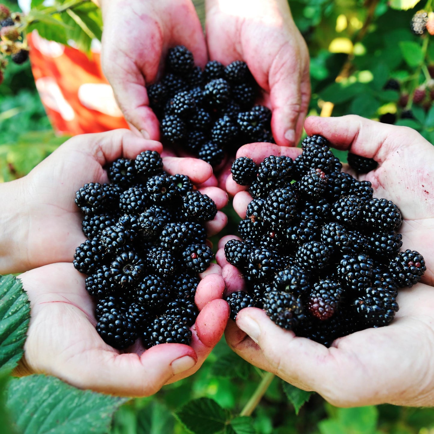 50Pcs Blackberry Seeds, Easy to Grow