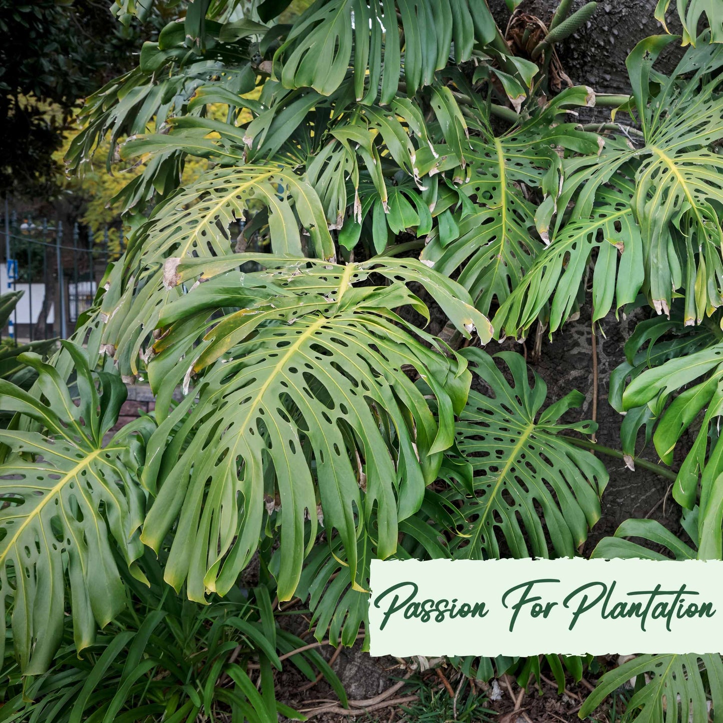 10Pcs Split Leaf Philodendron (Philodendron Selloum) Seeds