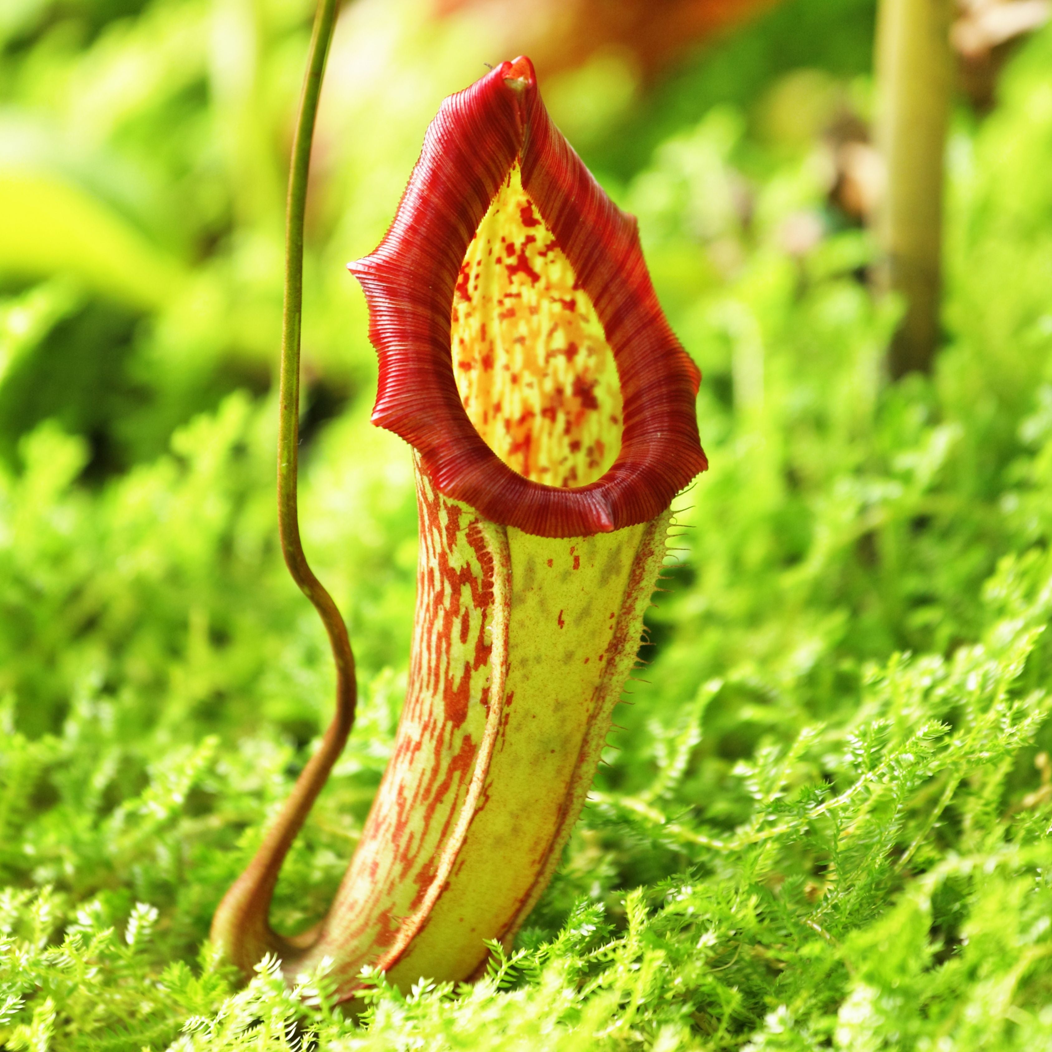 Carnivorous Pitcher Plant Purpurea Foliage Shades Flower Exotic Seeds