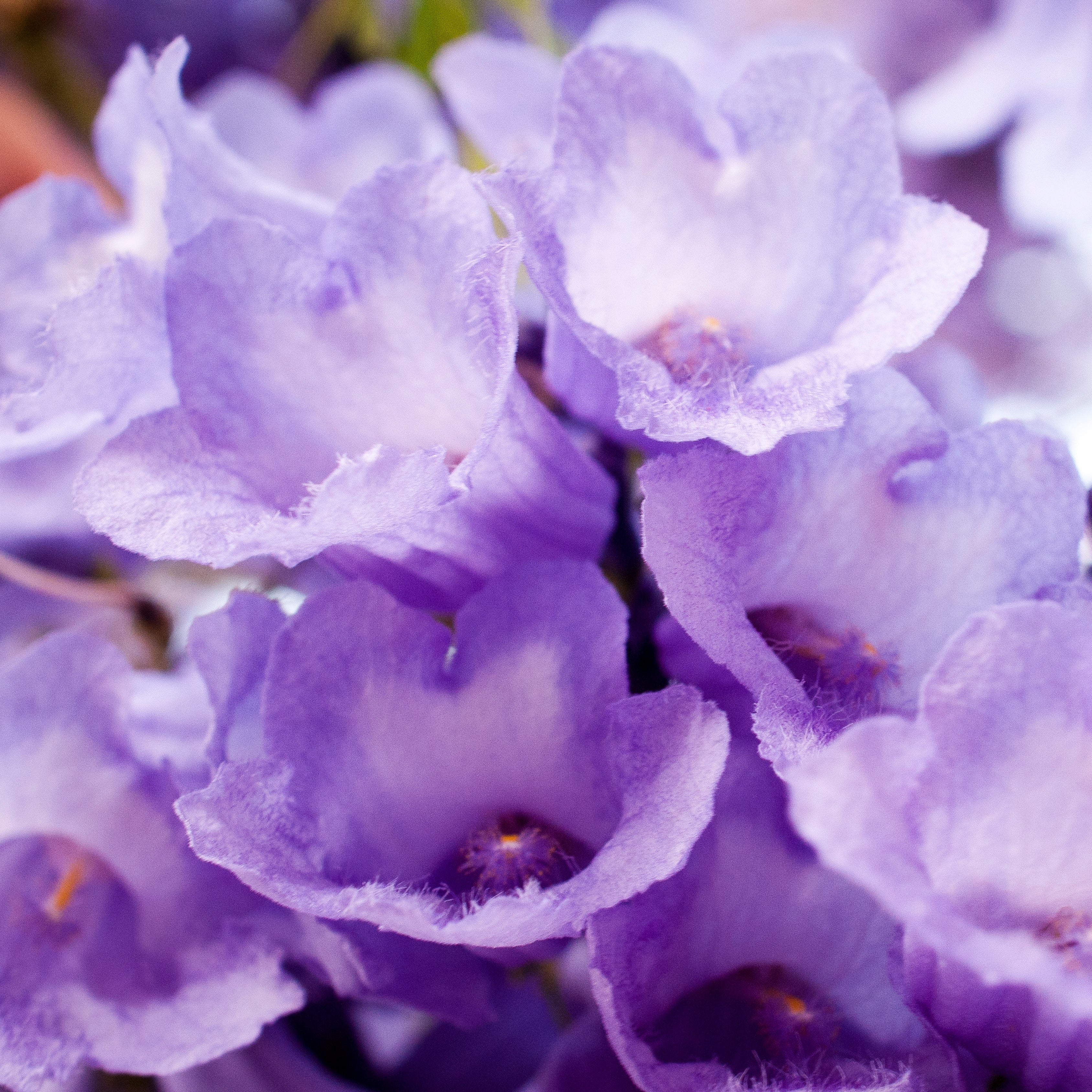 Jacaranda Blue Flower Tree, Easy to Grow