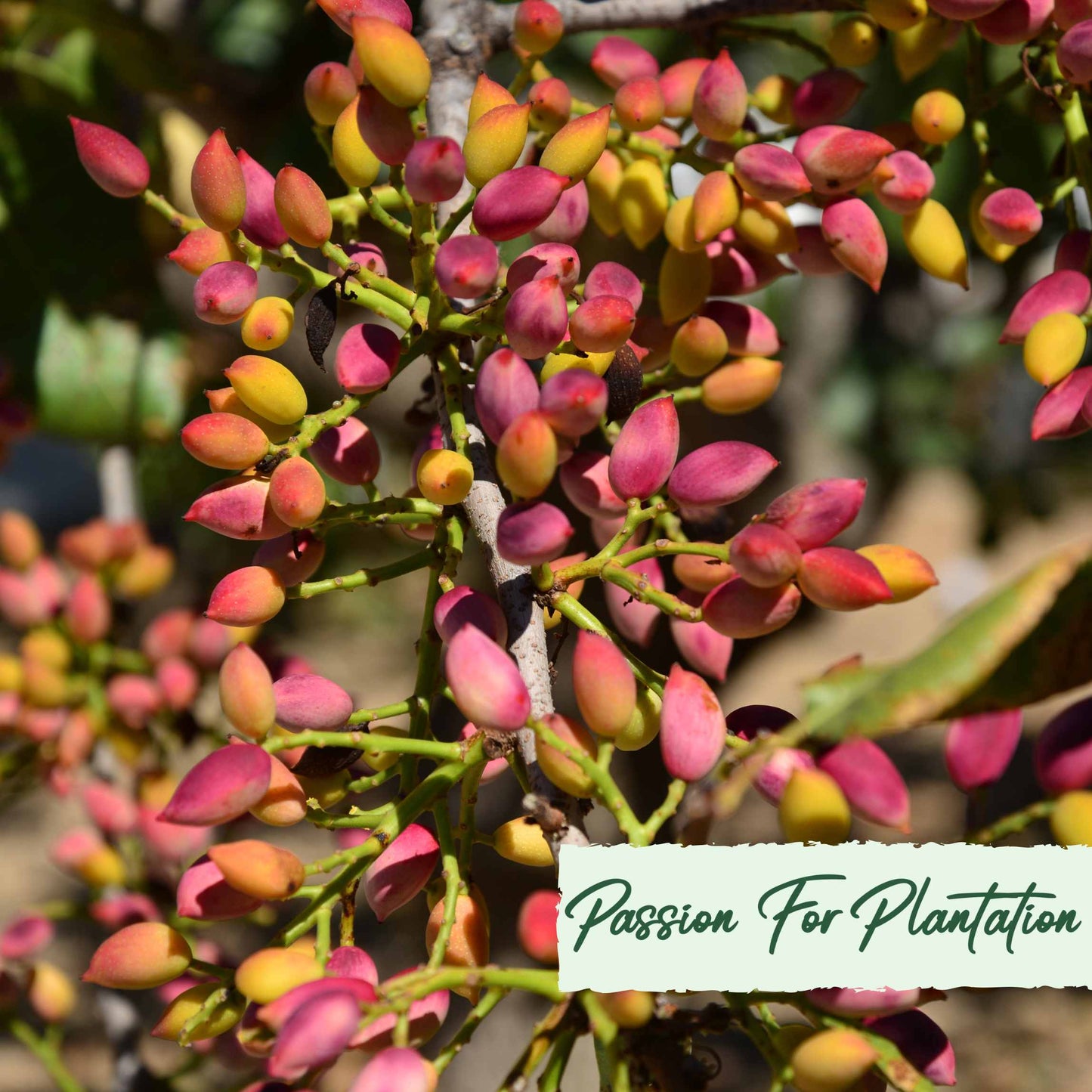 Organic Pistachio Tree Seeds, Non-GMO