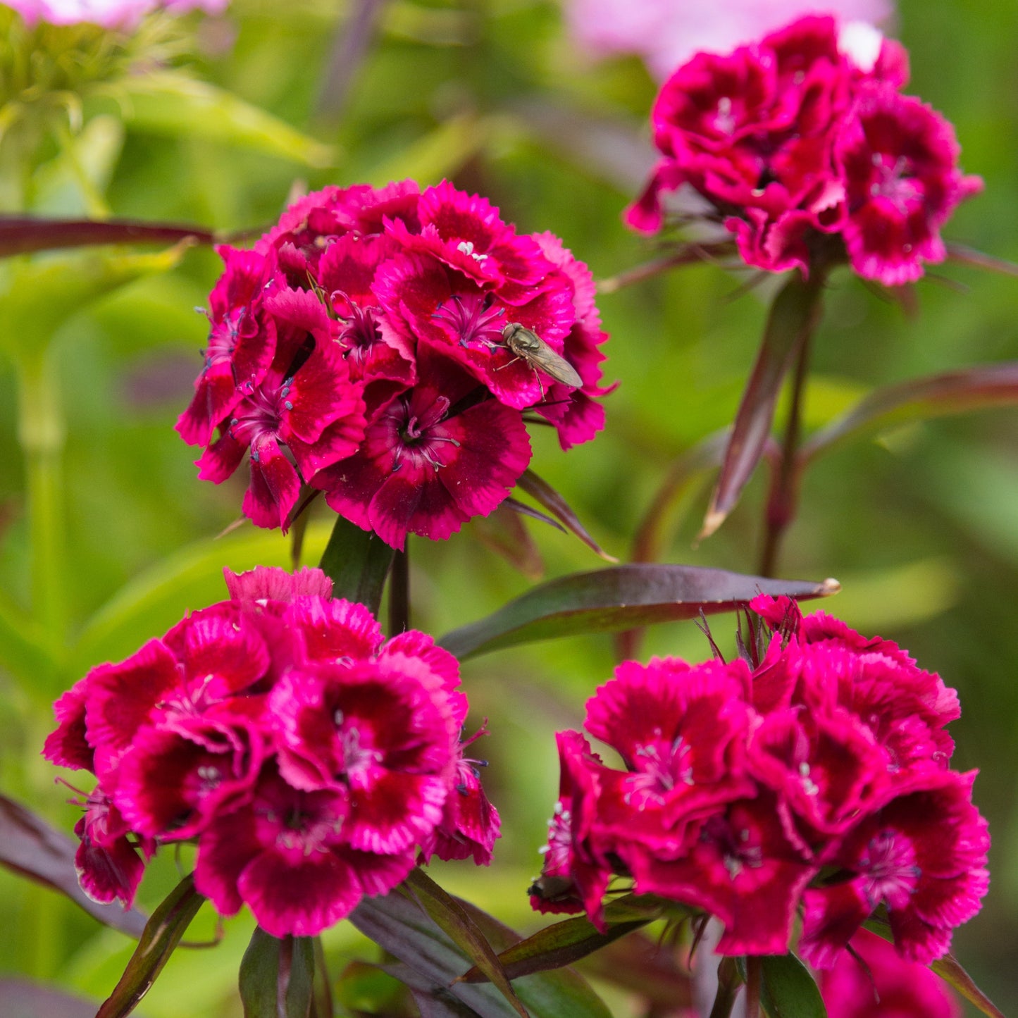 Mixed Multicolor Sweet William Flower Seeds