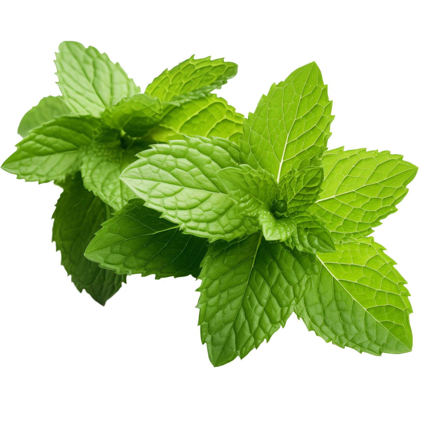 100pcs Spearmint Mint Edible Catnip Plant Seeds