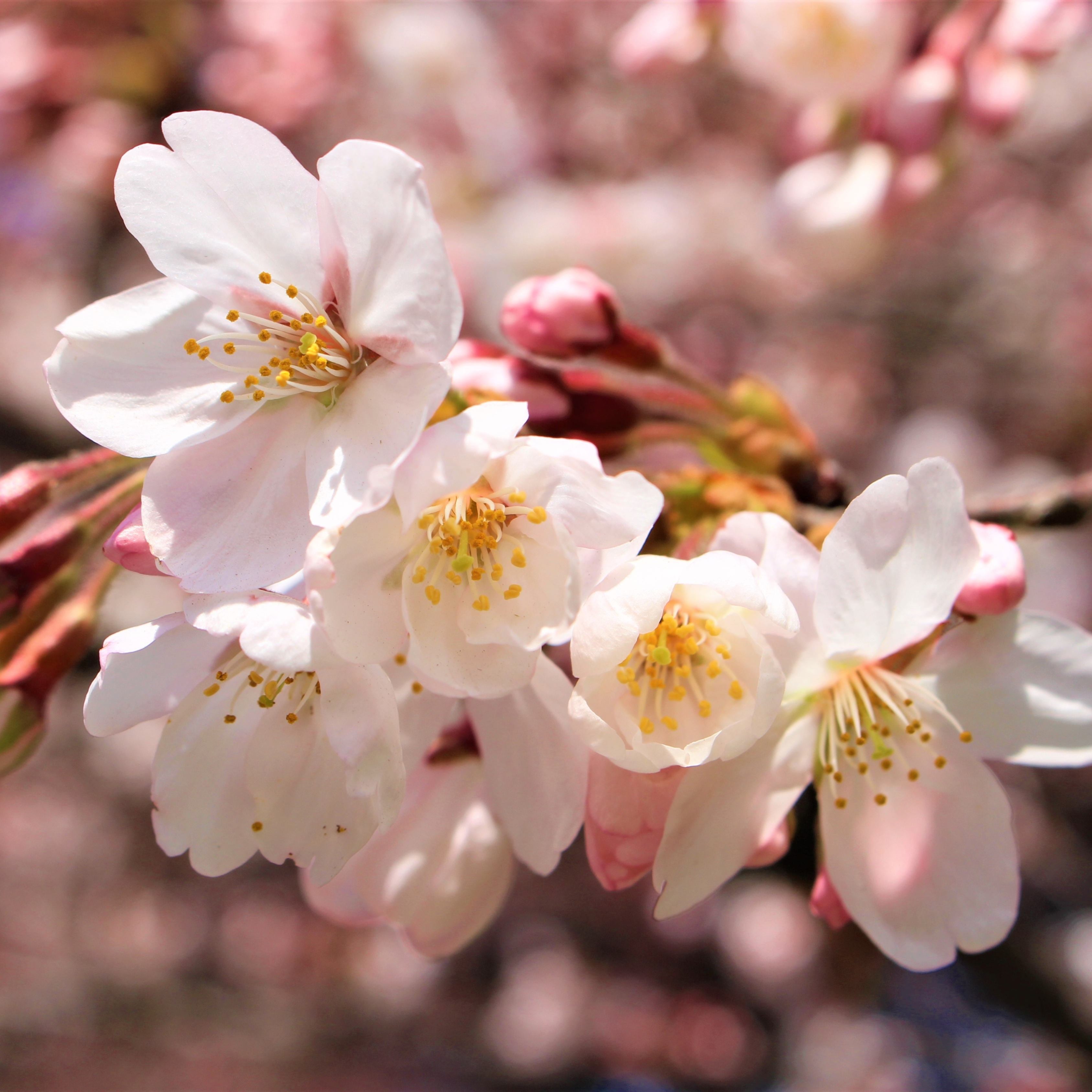 10Pcs Japanese Sakura Cherry Blossom Plant Seeds