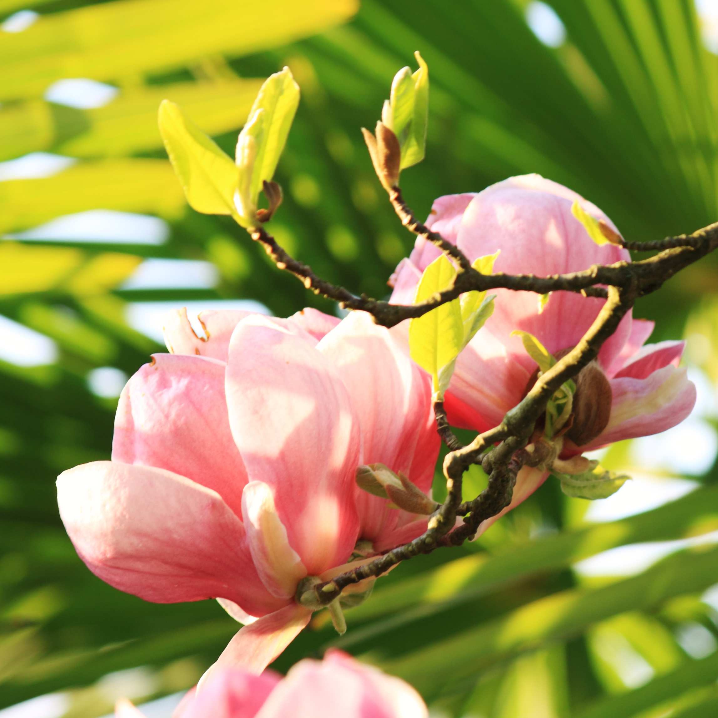 100Pcs Magnolia Flower Seeds Pack