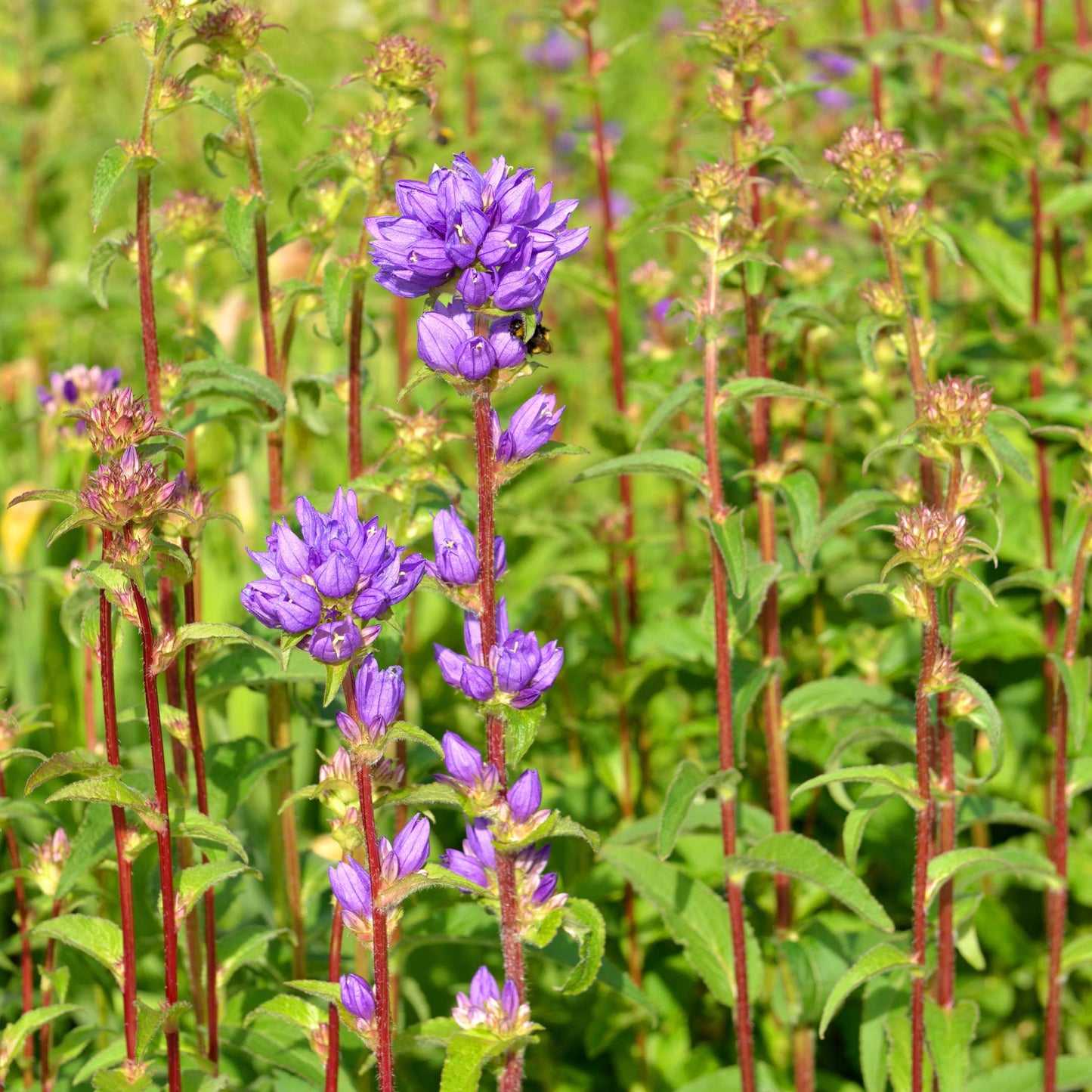 100Pcs Bellflower Superba Flower Seeds