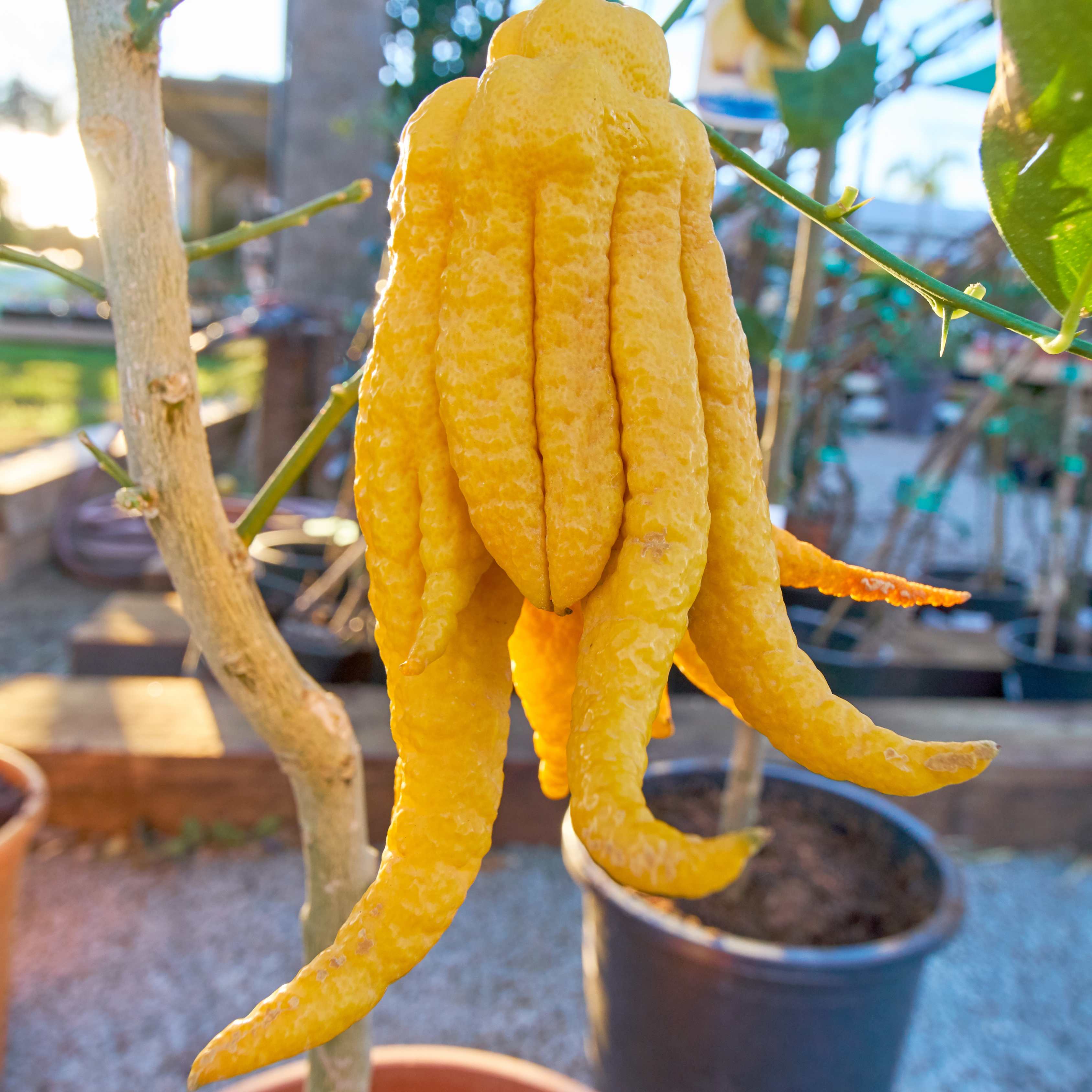 50Pcs Buddha's Hand Plant Seeds