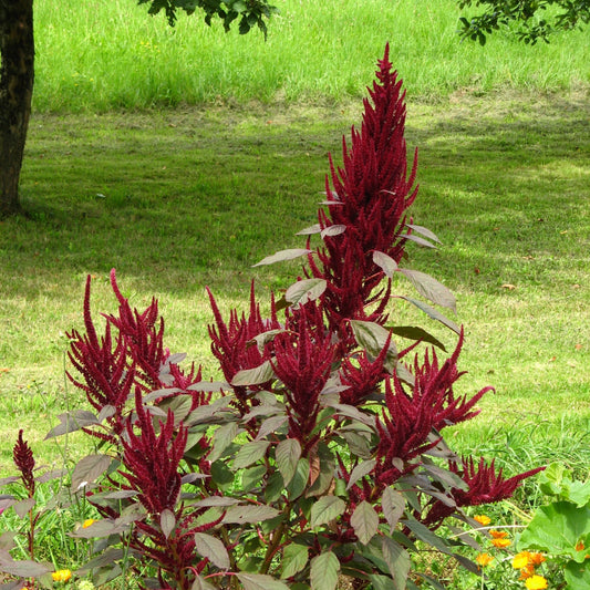 100Pcs Amaranth Plant Seeds