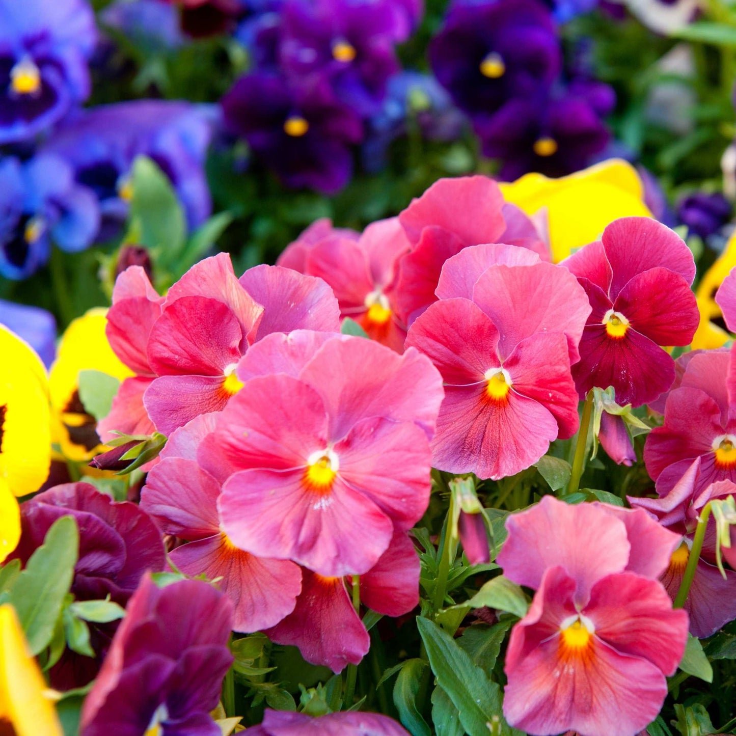 50Pcs Pansies Flower Seeds Pack