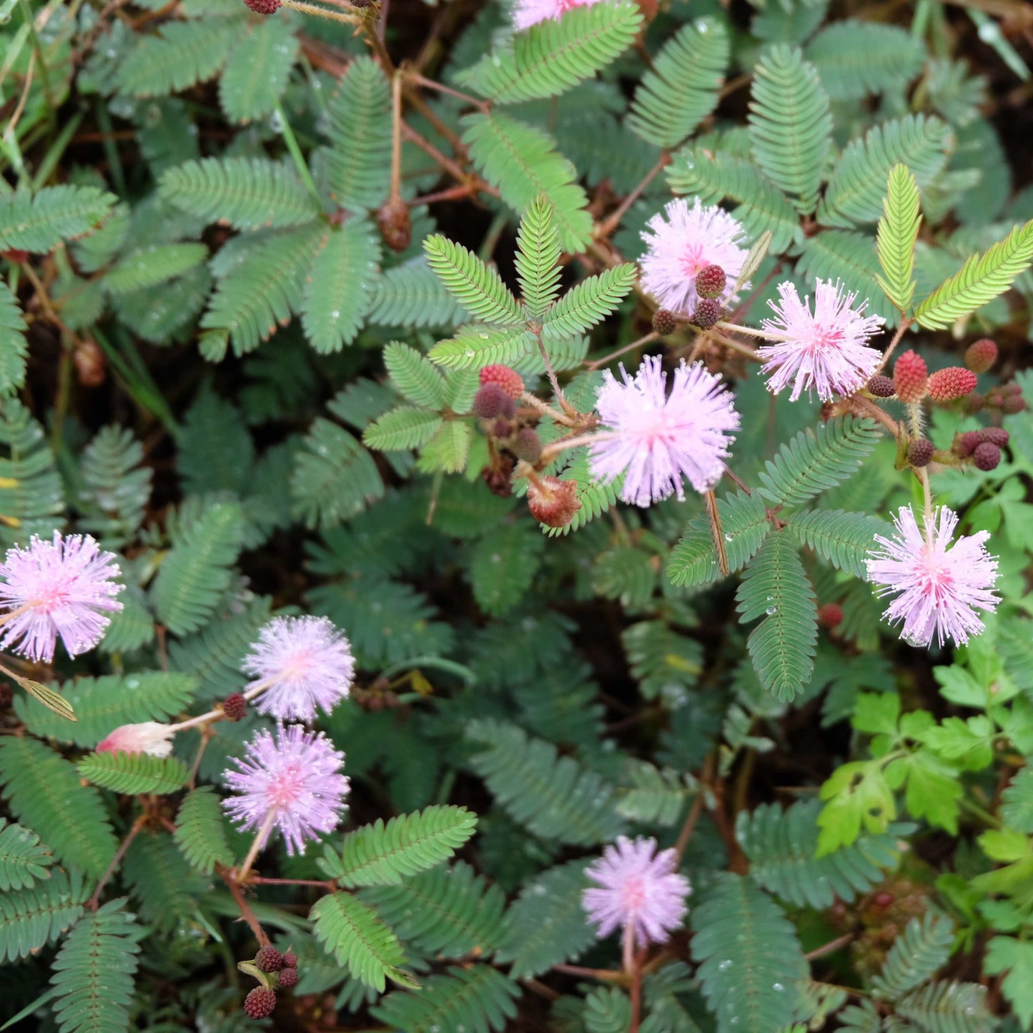 100Pcs Mimosa Pudica Linn Bashful Grass Seeds