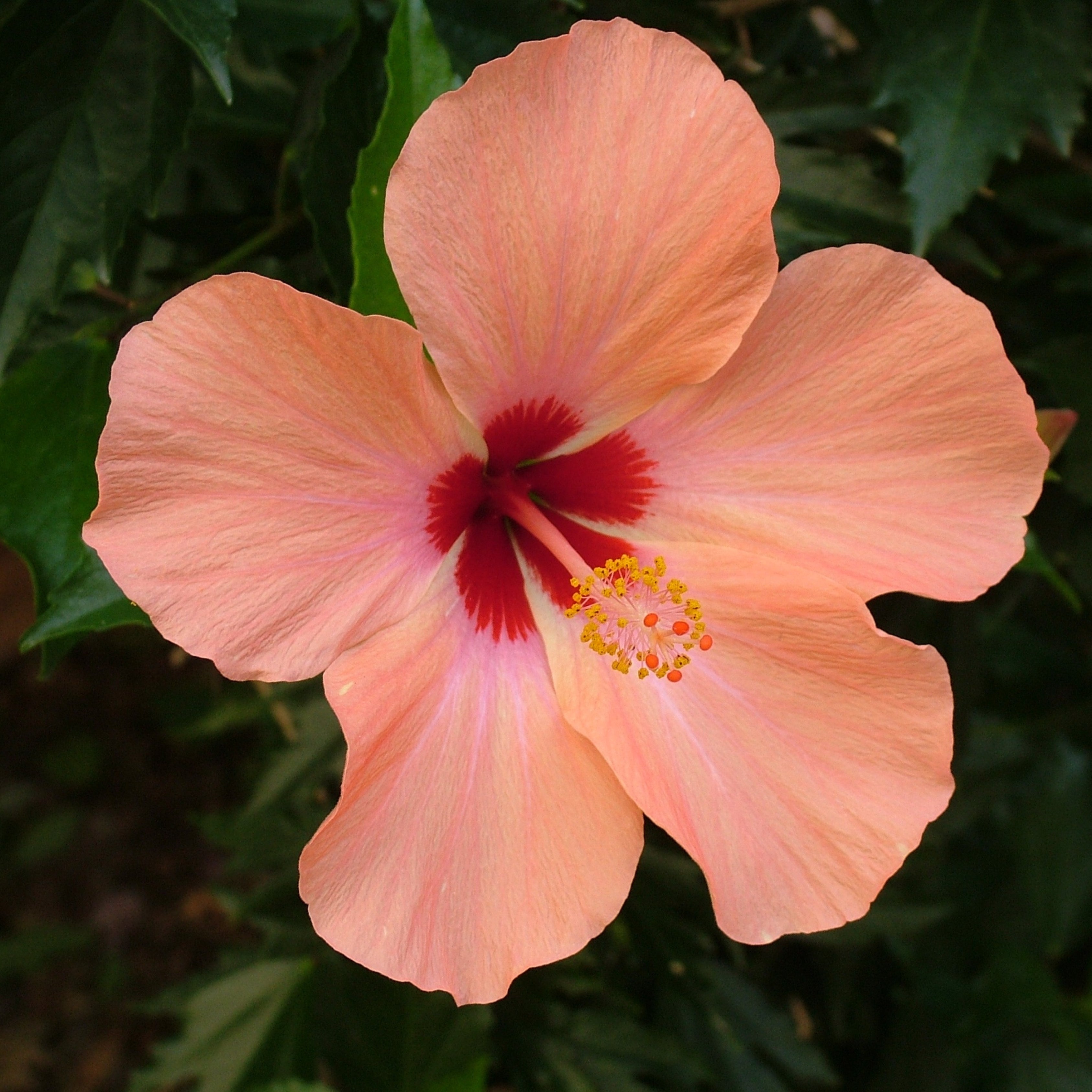 200Pcs Multi Colored Hibiscus Seeds